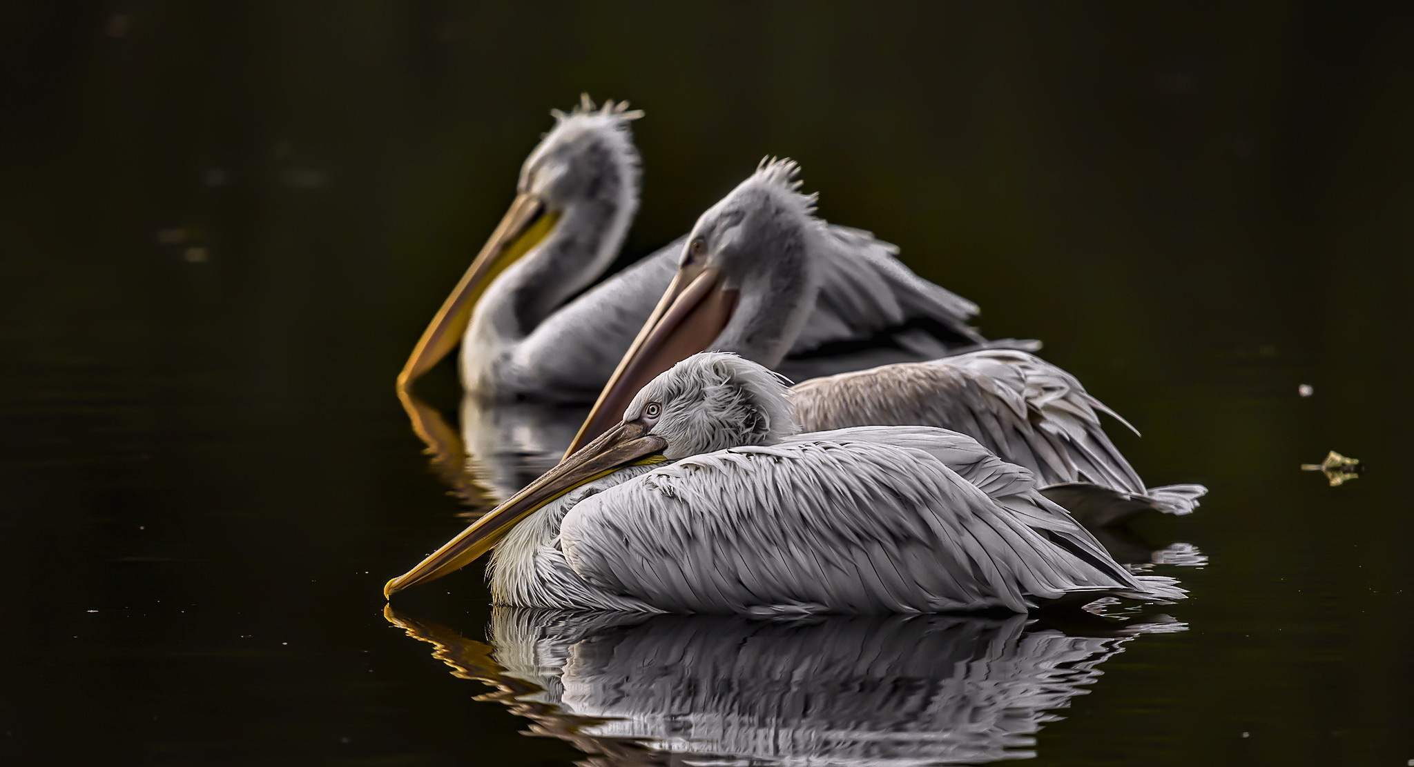 Обои река, отражение, птицы, клюв, перья, пеликан, пеликаны, river, reflection, birds, beak, feathers, pelican, pelicans разрешение 2048x1112 Загрузить