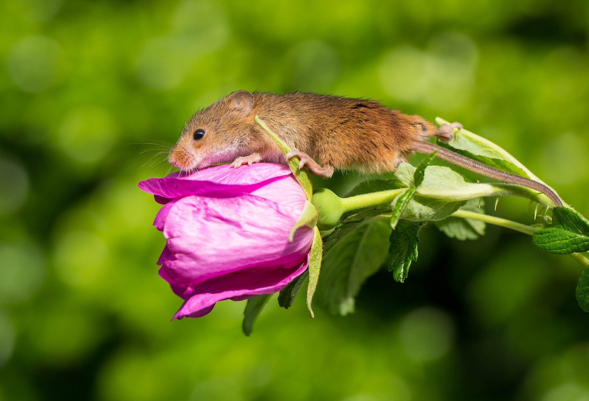 Полевая мышь на растениях скачать
