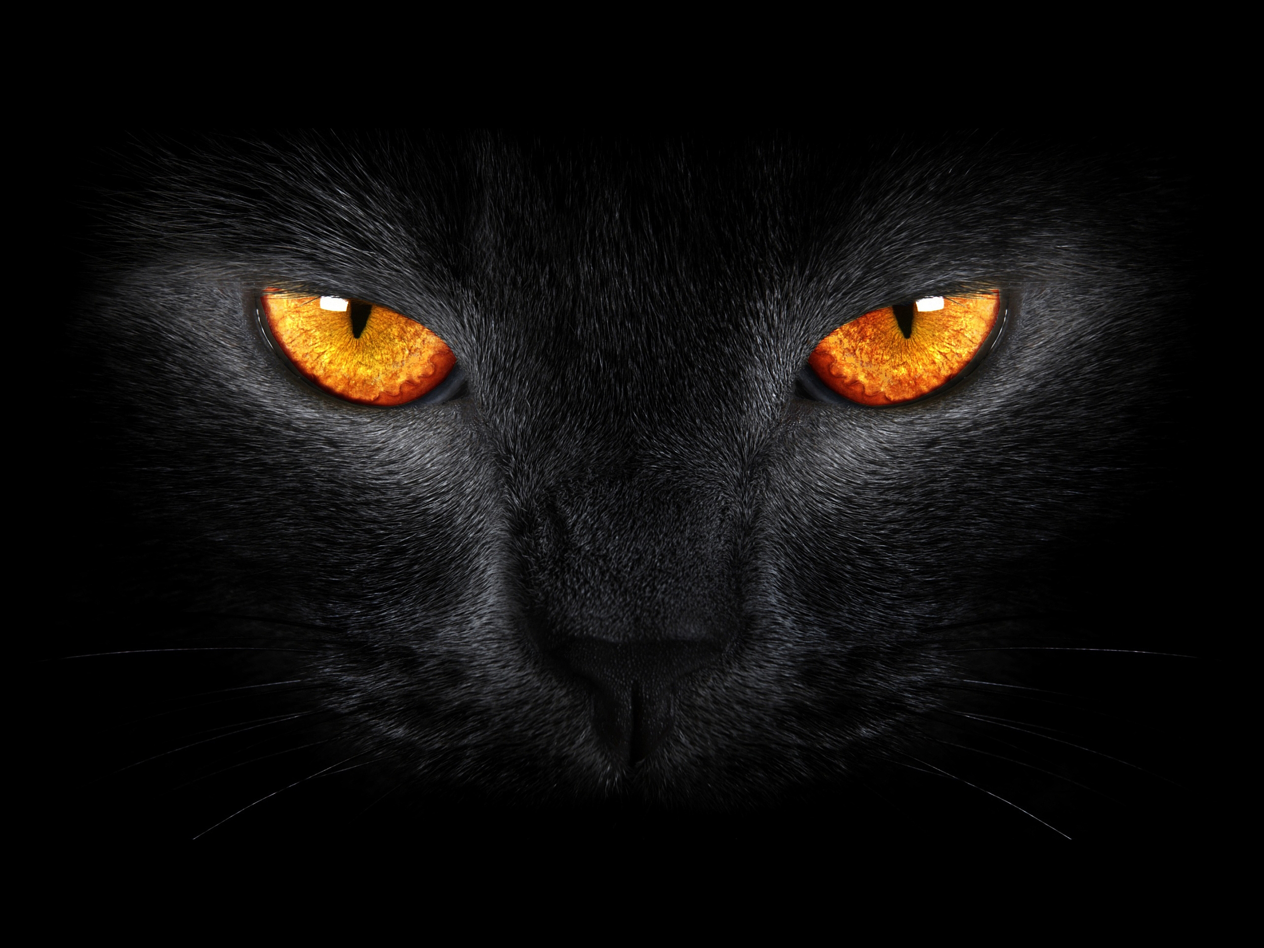 черный кот природа животные black cat nature animals загрузить