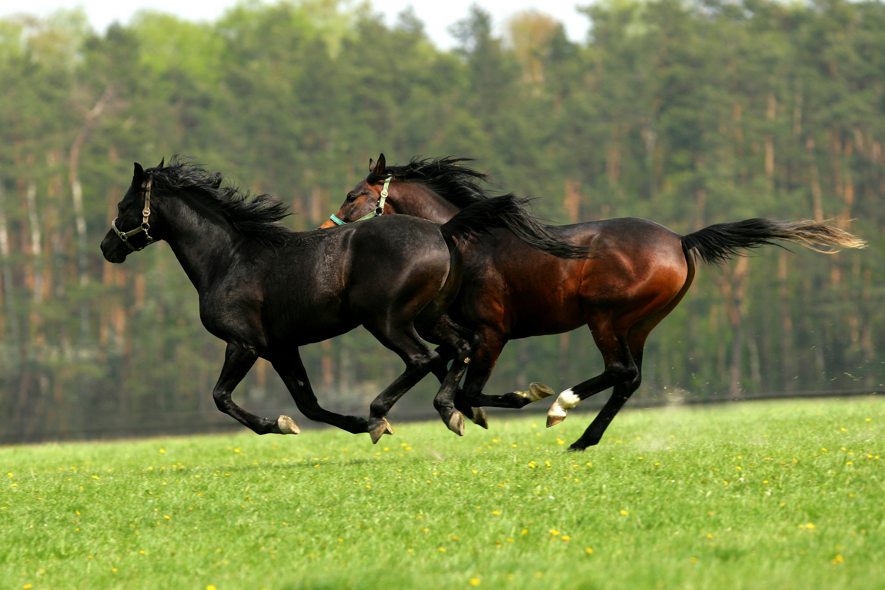 Обои зелень, лес, поле, лето, лошади, кони, два, двое, скачут, jump, greens, forest, field, summer, horse, horses, two разрешение 2880x1920 Загрузить