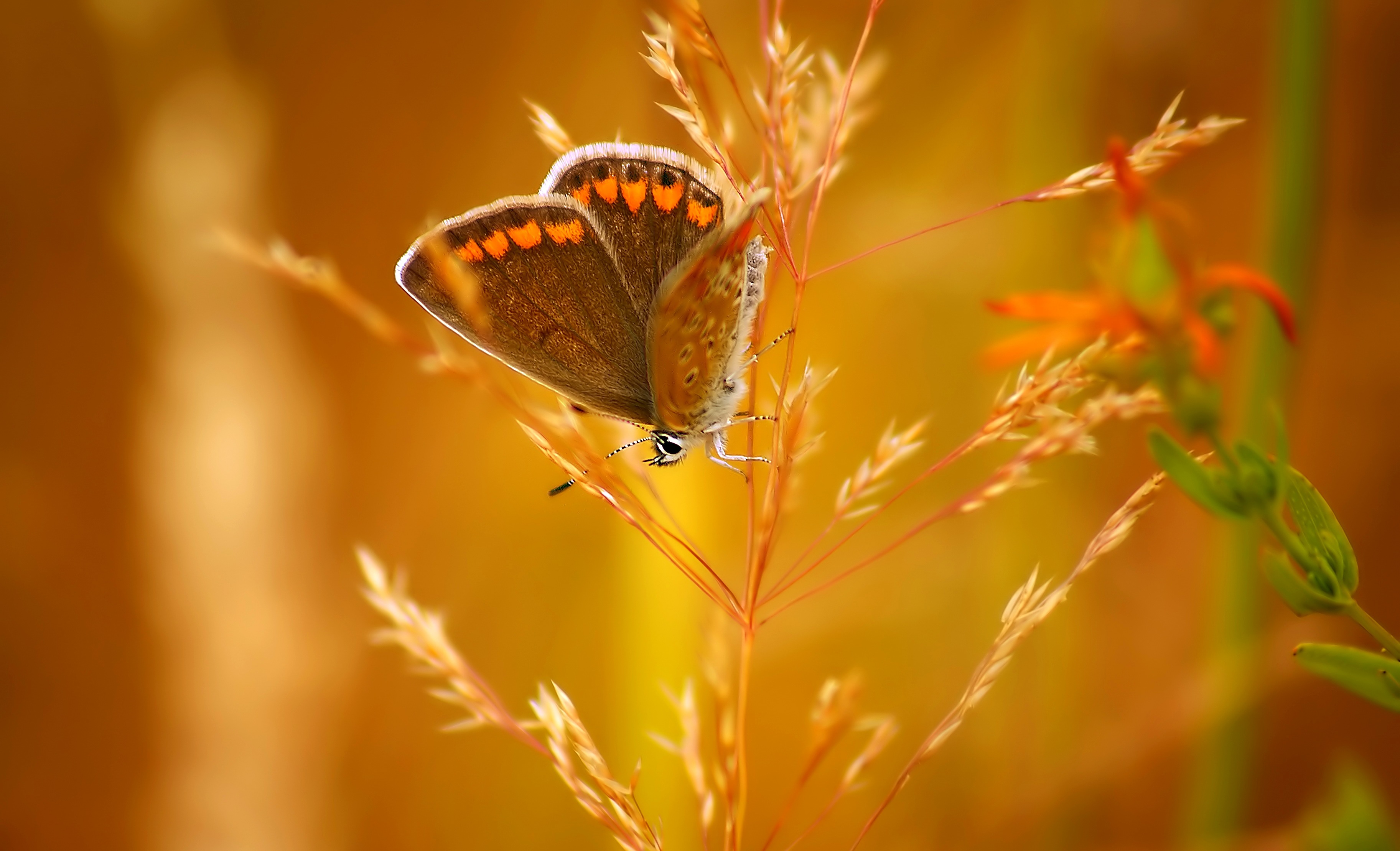 Бабочка закат трава скачать
