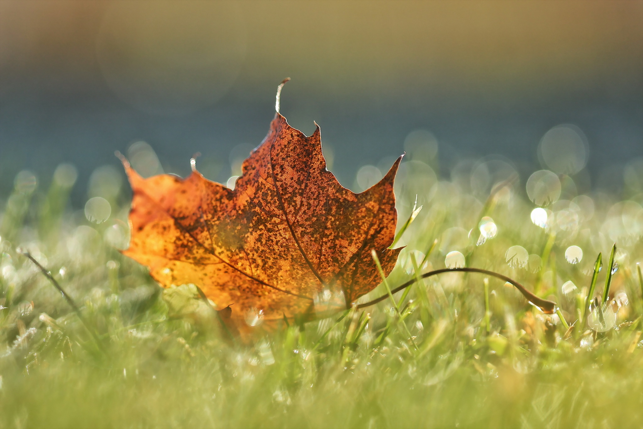 Обои природа, осень, лист, nature, autumn, sheet разрешение 2048x1365 Загрузить