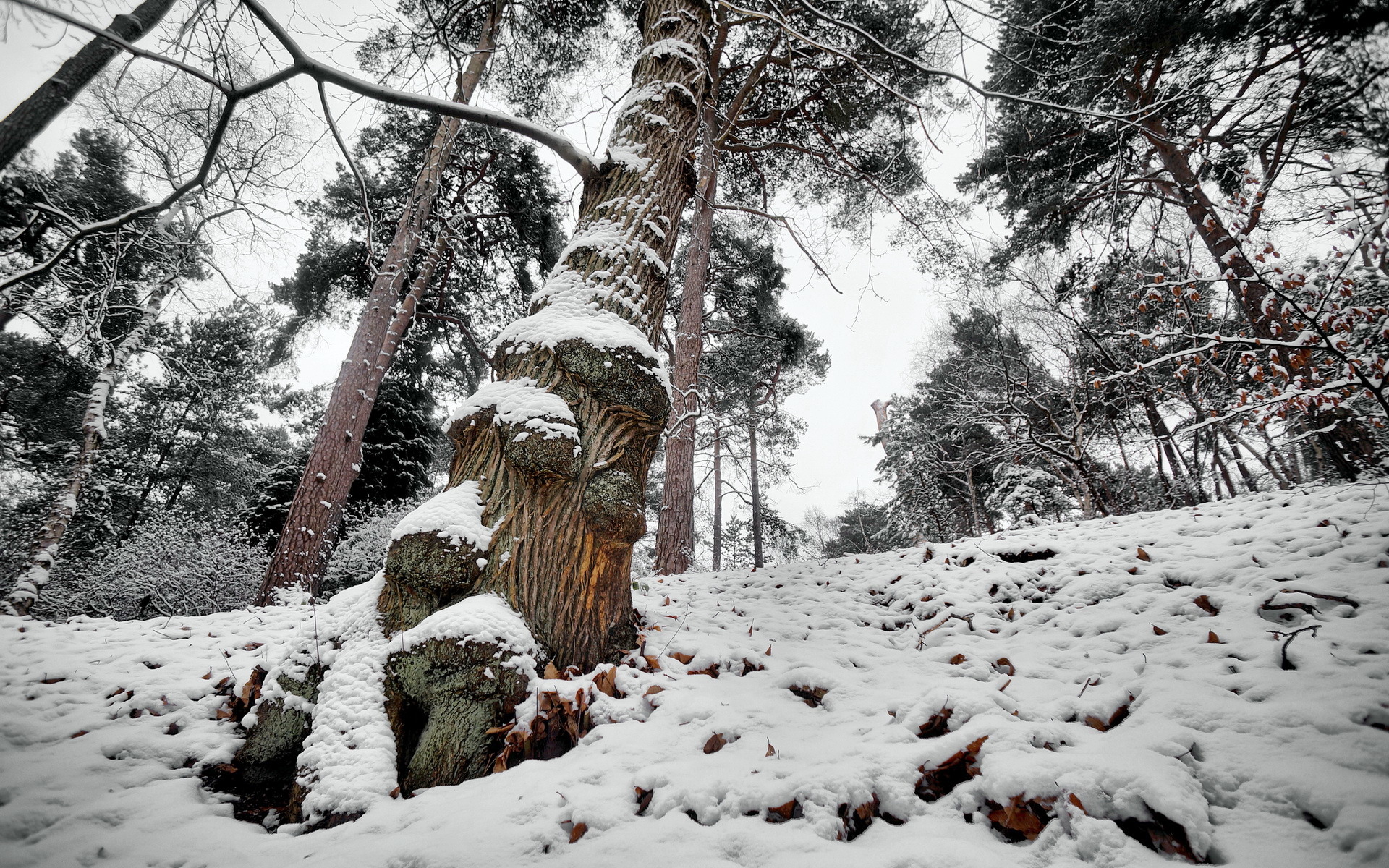 Обои дерево, лес, зима, tree, forest, winter разрешение 1920x1200 Загрузить