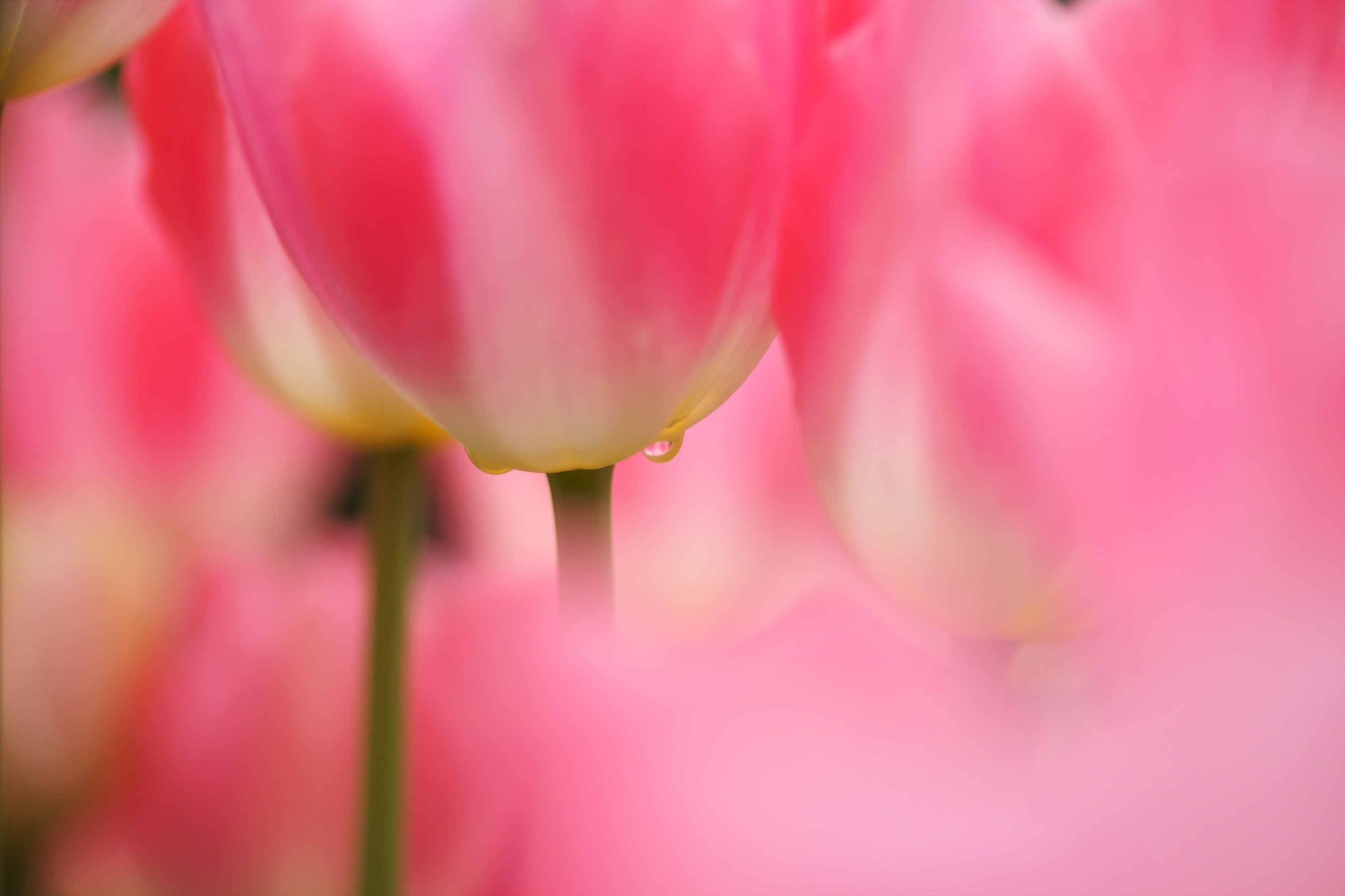 Обои фокус камеры, макро, капля, тюльпаны, розовые, много, the focus of the camera, macro, drop, tulips, pink, a lot разрешение 3000x2000 Загрузить