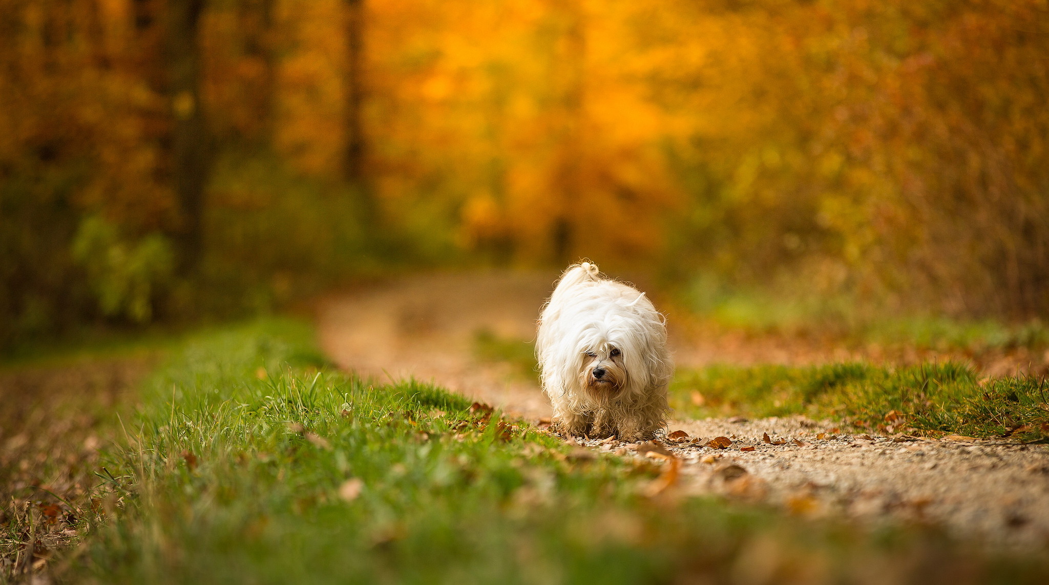 Обои взгляд, осень, собака, друг, look, autumn, dog, each разрешение 2048x1142 Загрузить