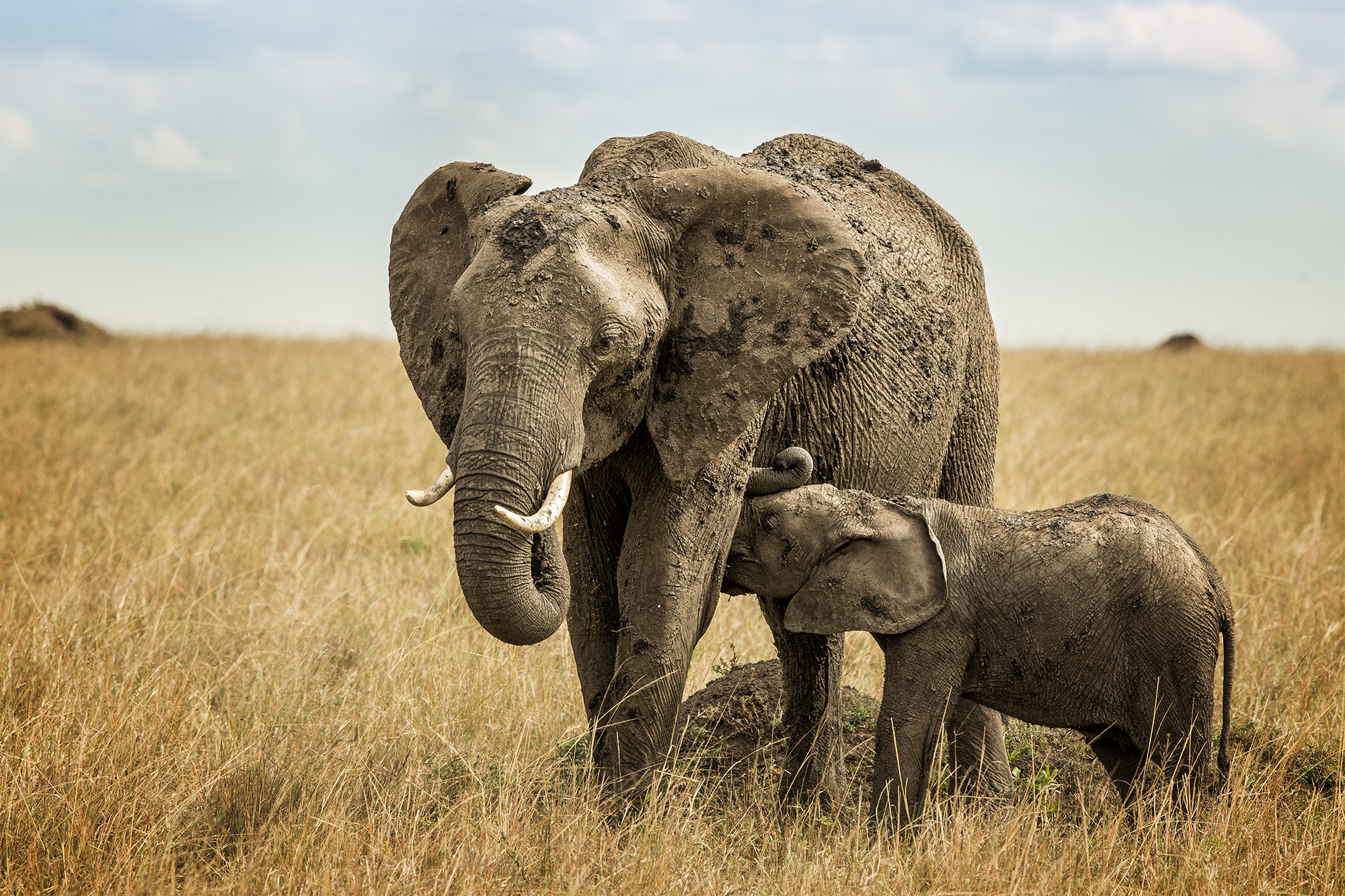 Обои ребенок, слоны, грудное вскармливание, child, elephants, breastfeeding разрешение 2000x1333 Загрузить