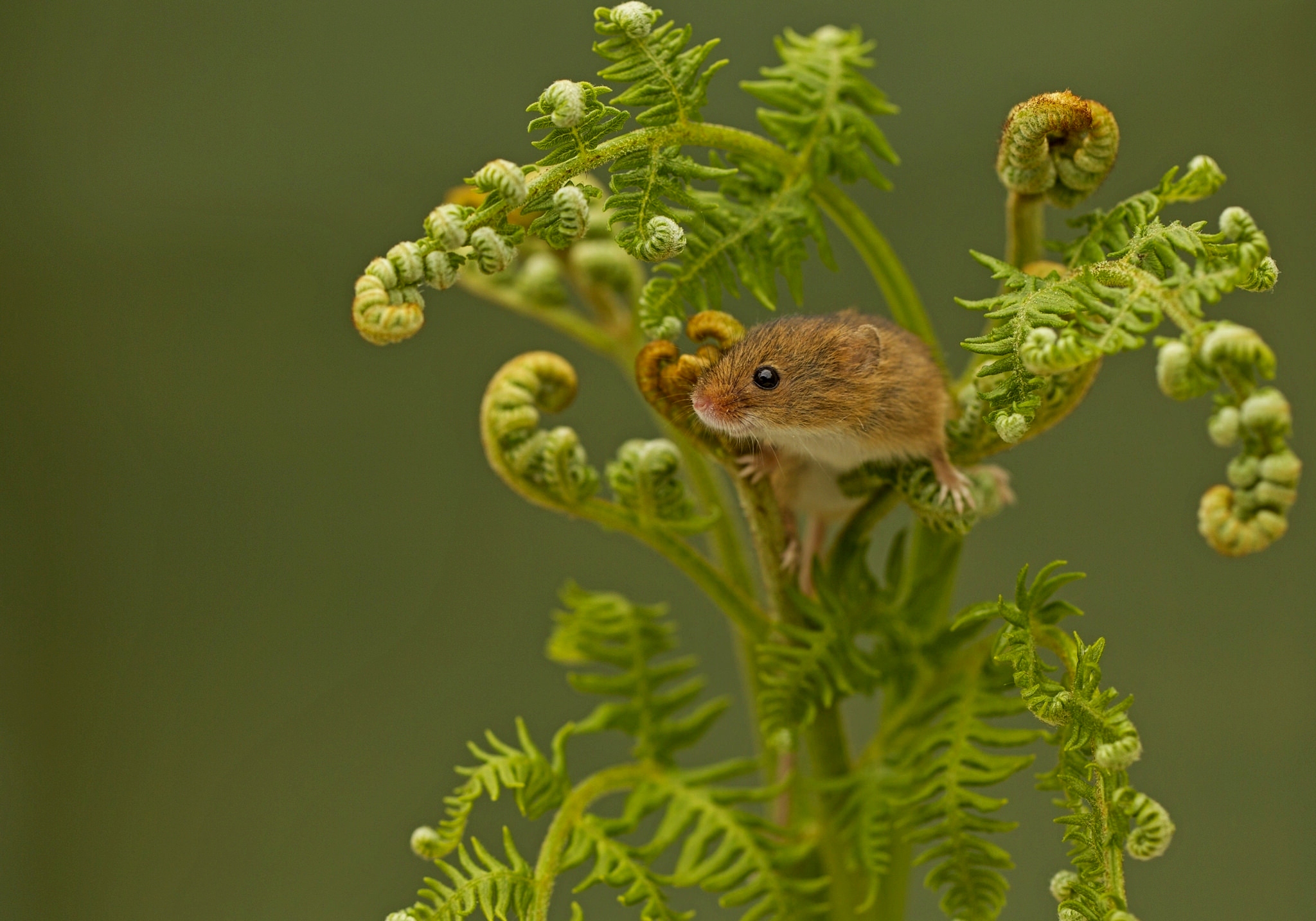 Обои папоротник, мышка, harvest mouse, мышь-малютка, fern, mouse, the mouse is tiny разрешение 2048x1434 Загрузить