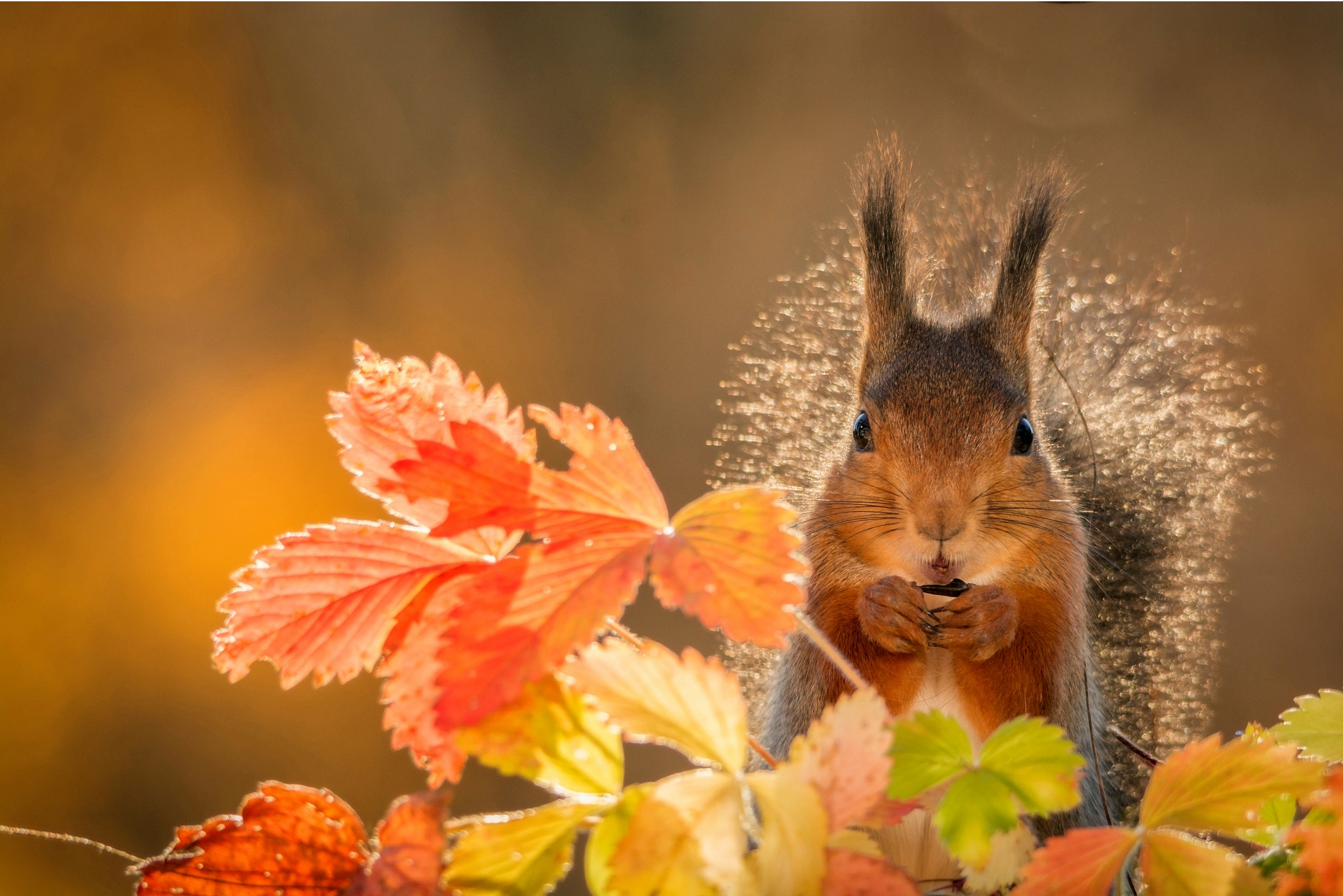 Осень позитивные картинки. Осень животные. Обои на рабочий стол осень животные. Утро осень. Белка осенью в лесу.
