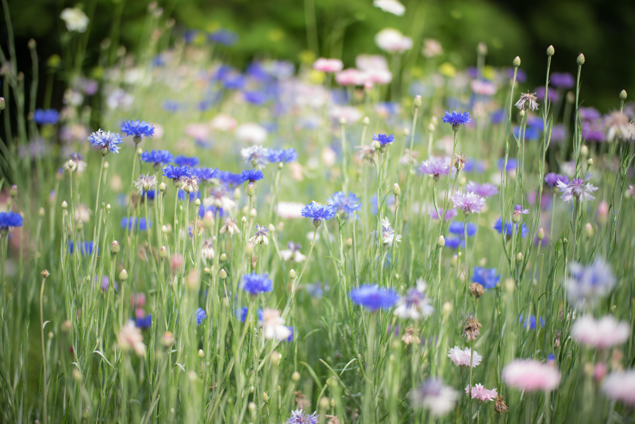 природа цветы синие васильки nature flowers blue cornflowers без смс