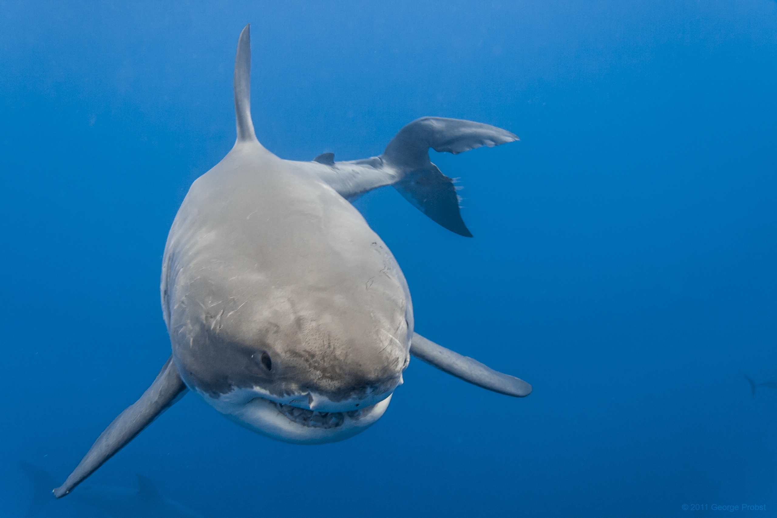 Обои море, акула, белая акула, sea, shark, white shark разрешение 2560x1707 Загрузить