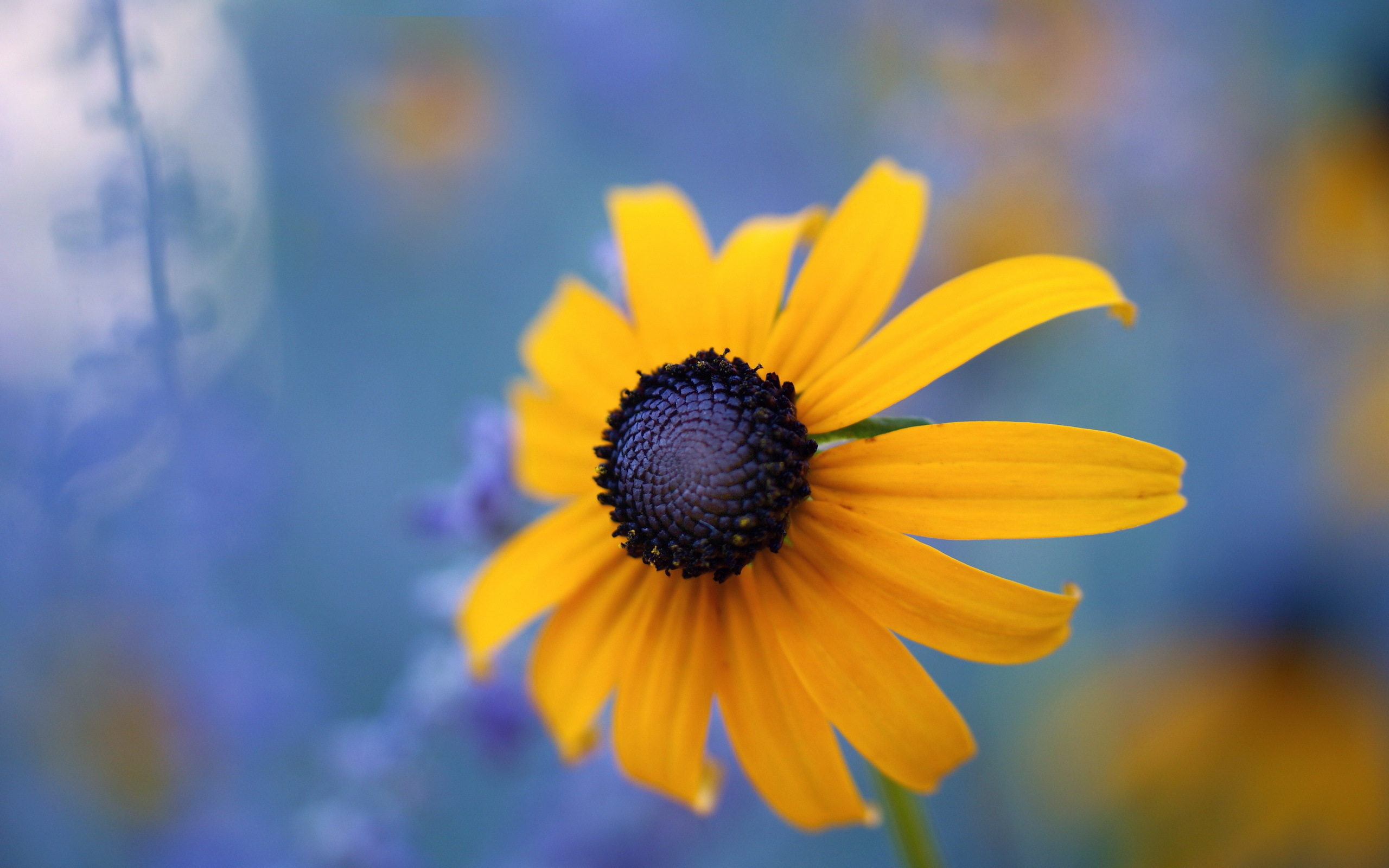 Обои макро, цветок, black eyed susan, macro, flower разрешение 2560x1600 Загрузить