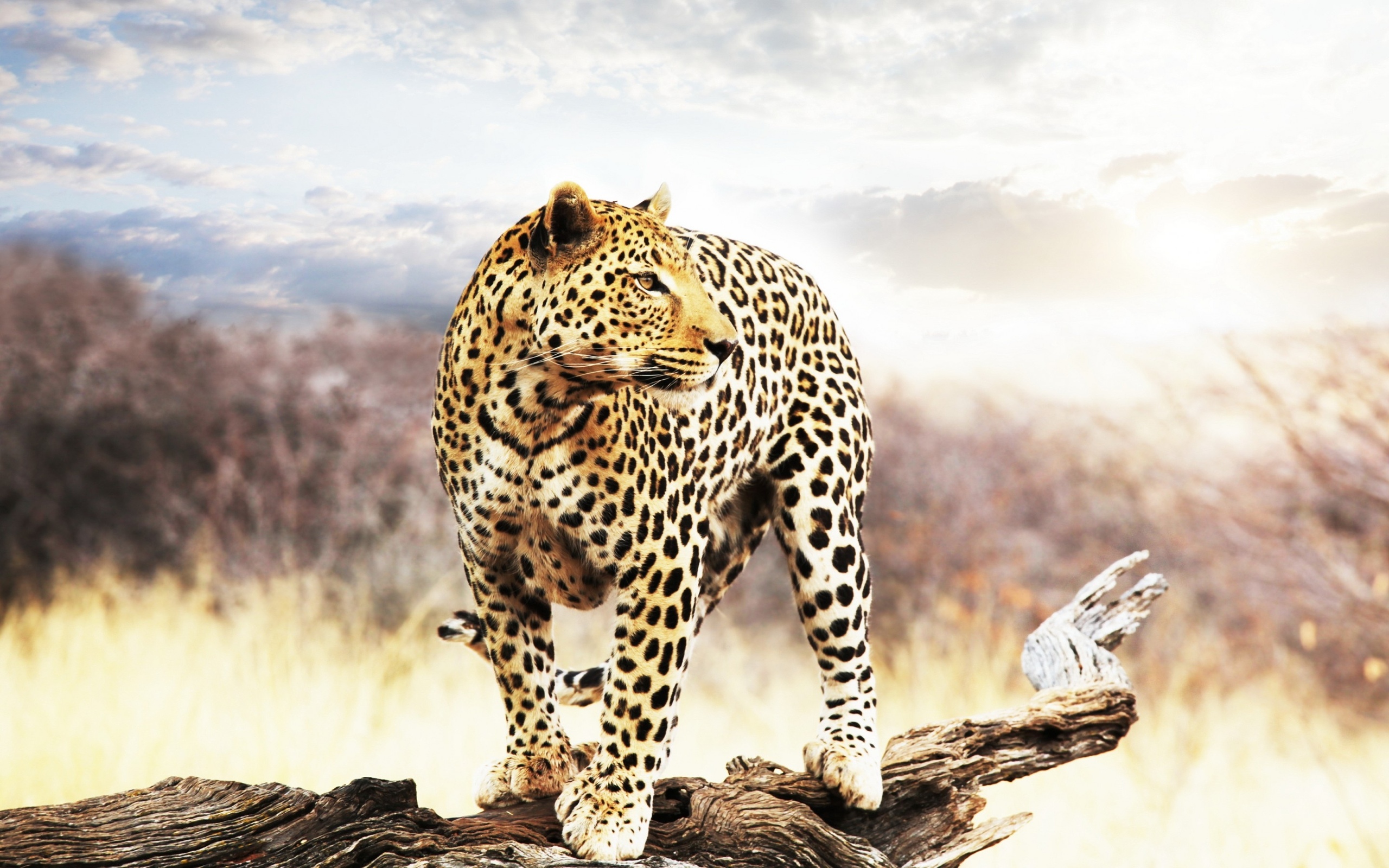 леопард, природа, грация бесплатно
