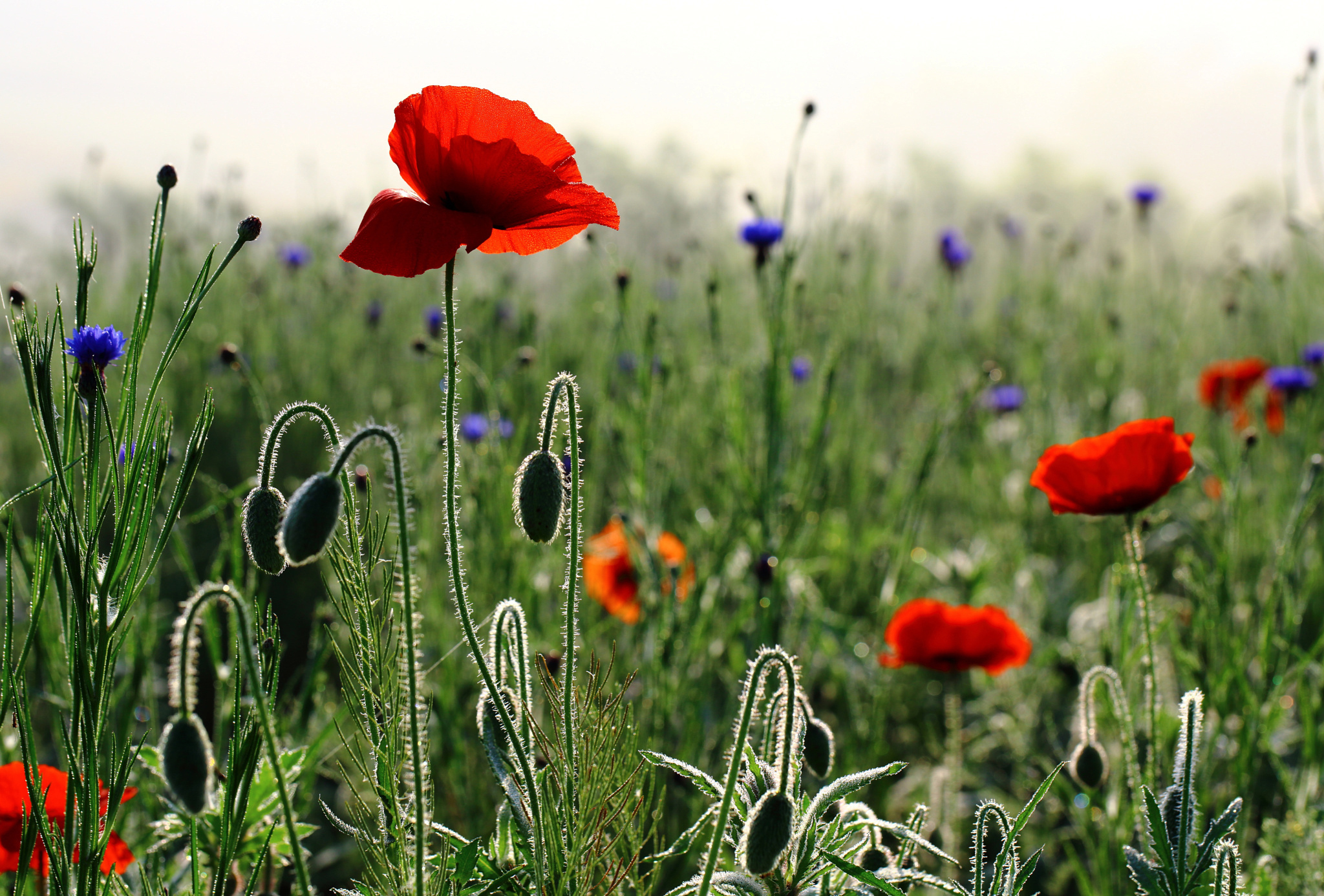 Обои цветы, бутоны, утро, лепестки, маки, весна, стебли, васильки, flowers, buds, morning, petals, maki, spring, stems, cornflowers разрешение 2048x1386 Загрузить