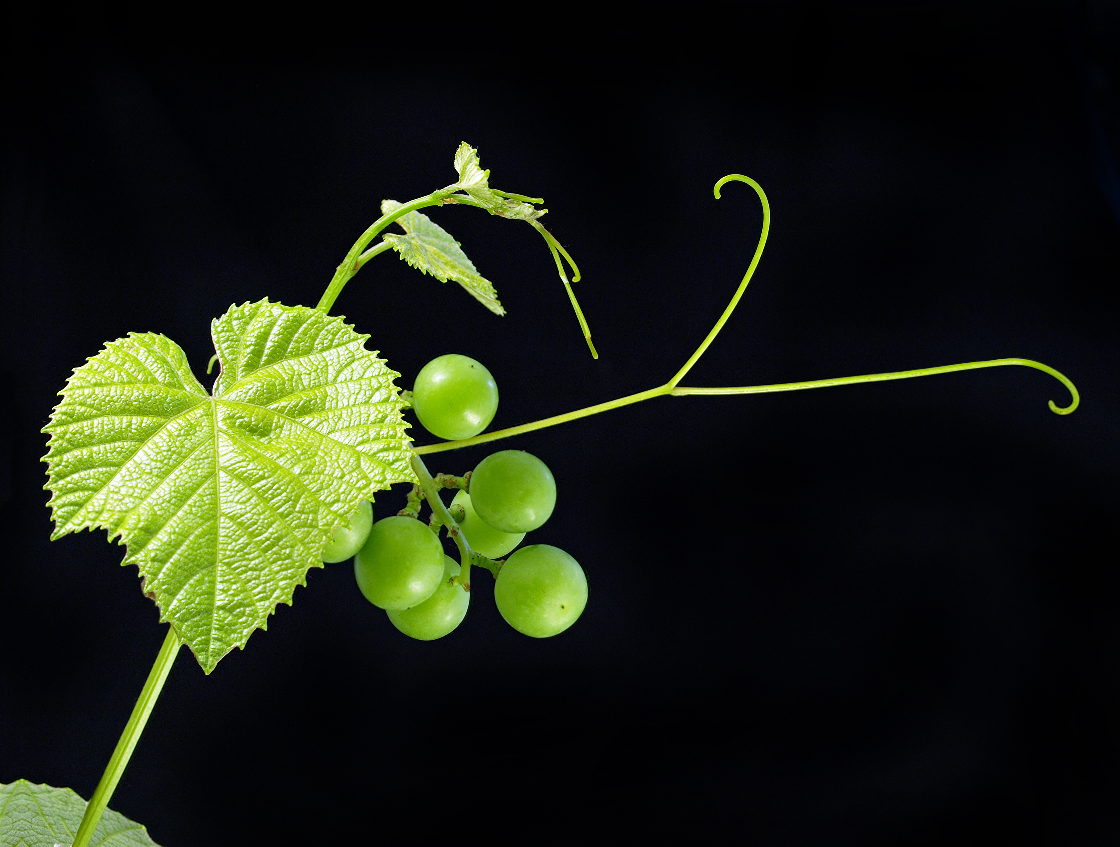 Обои листья, зелёный, виноград, черный фон, ягоды, фрукт, leaves, green, grapes, black background, berries, fruit разрешение 3682x2786 Загрузить