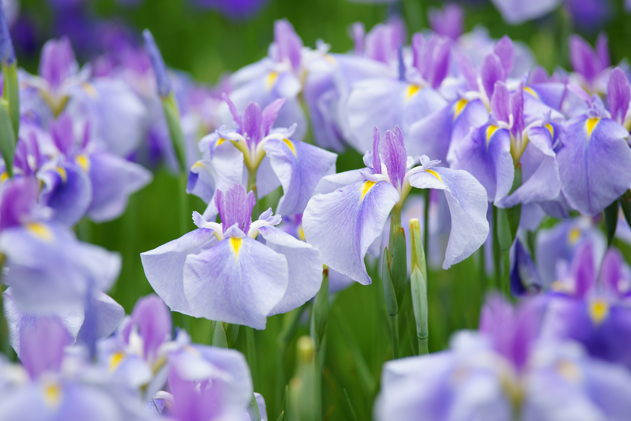 Обои природа, лепестки, луг, ирис, nature, petals, meadow, iris разрешение 2048x1365 Загрузить