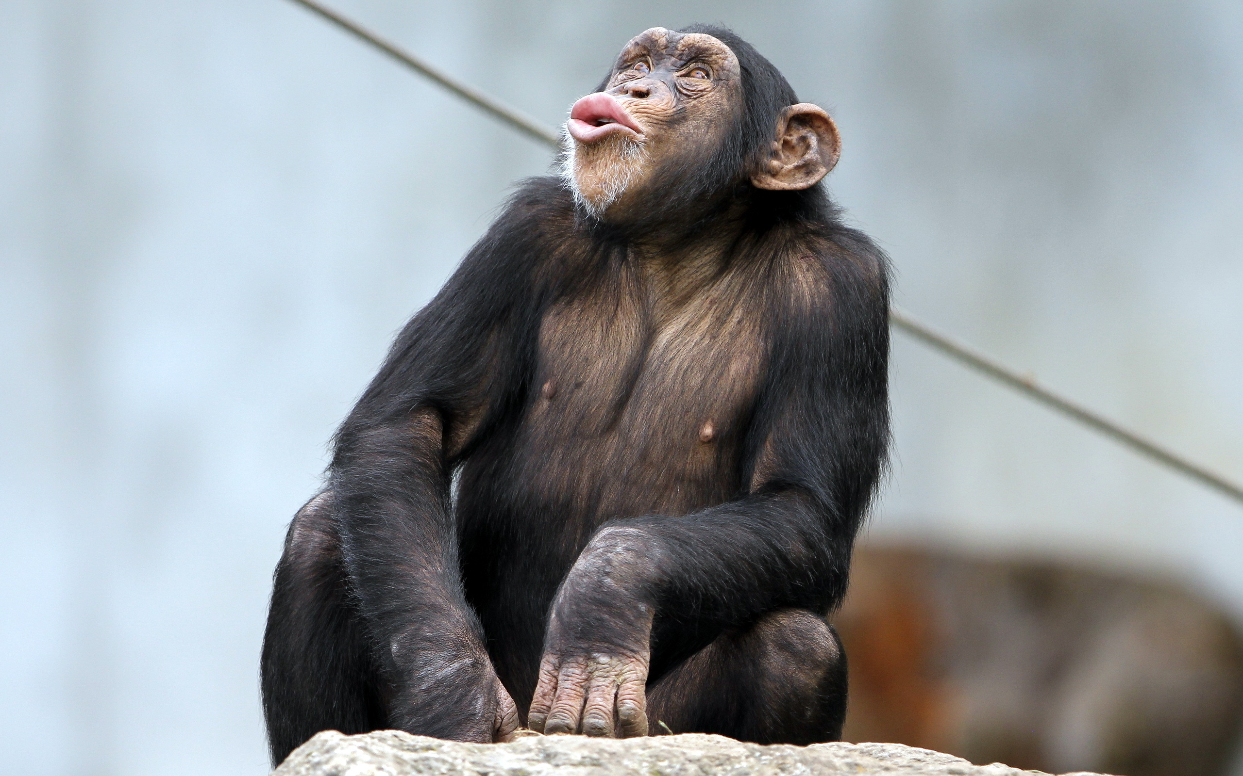 Приматы шимпанзе. Кунац меймун. Обезьяна шимпанзе. Шимпанзе шимпанзе. Меймун макаки.
