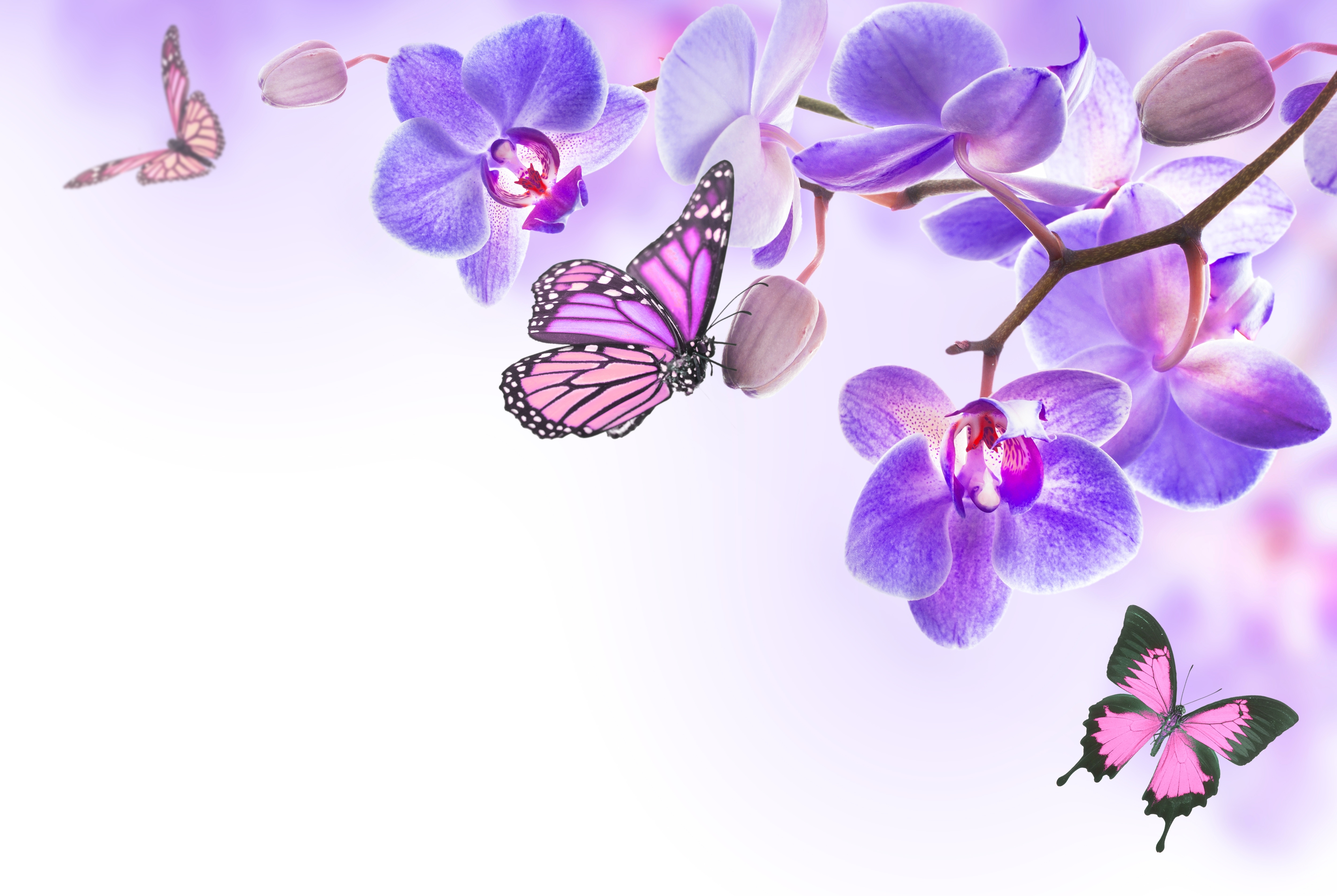 Обои цветы, бабочки, орхидея,  цветы, butterflies, орхидею, весенние, лиловая, flowers, butterfly, orchid, spring, purple разрешение 5000x3350 Загрузить