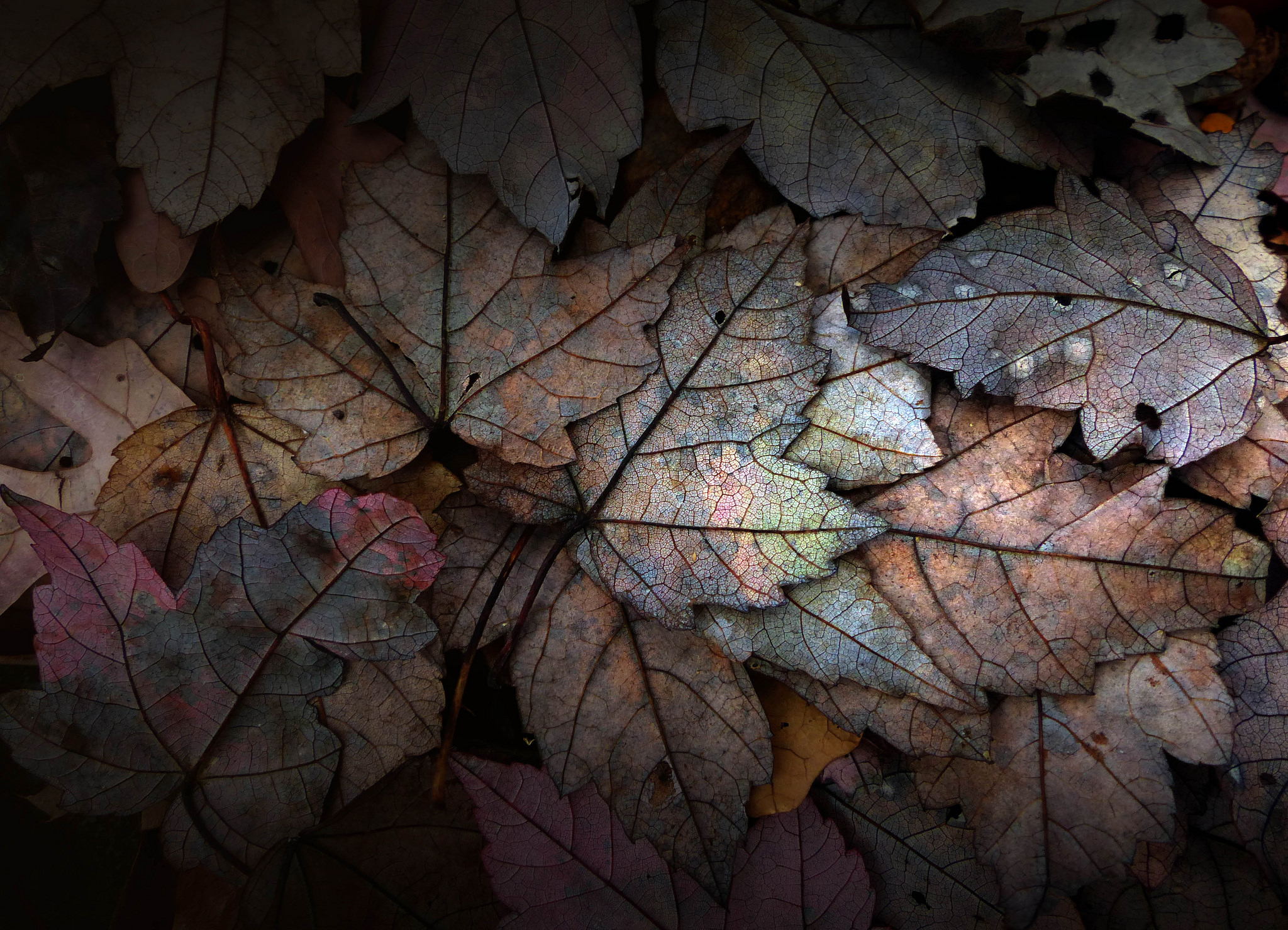 Обои вода, листья, роса, капли, осень, water, leaves, rosa, drops, autumn разрешение 2048x1480 Загрузить