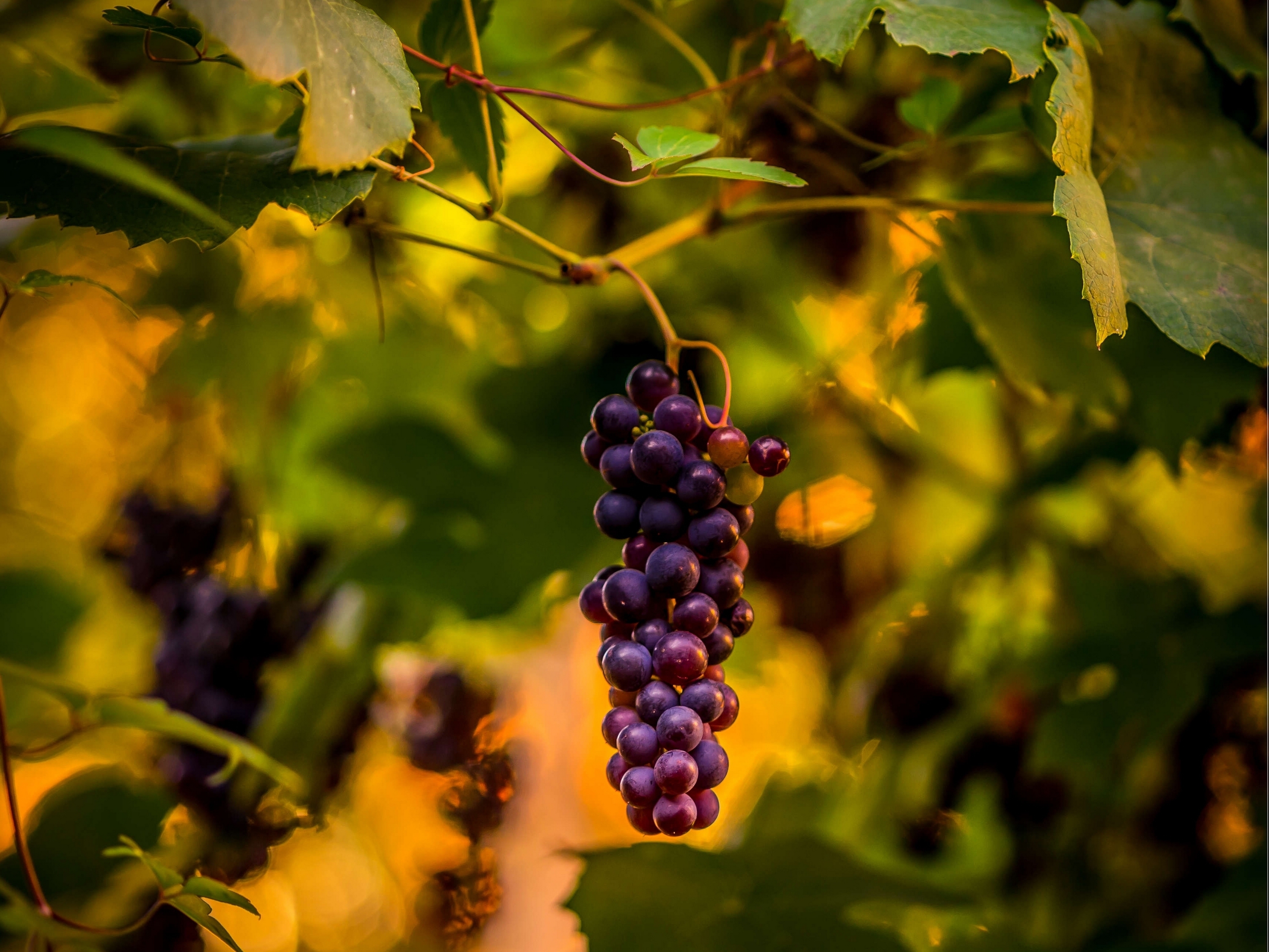 Светящиеся грозди винограда без смс