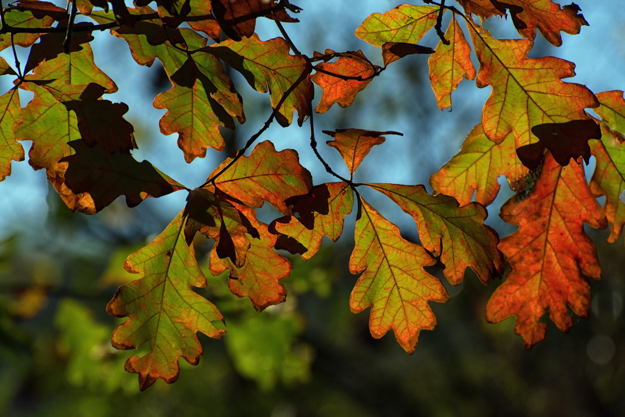 Листья картинки. Осенний дубовый лист. Осенние листья дуба. Осенний дуб. Листья дуба осенью.