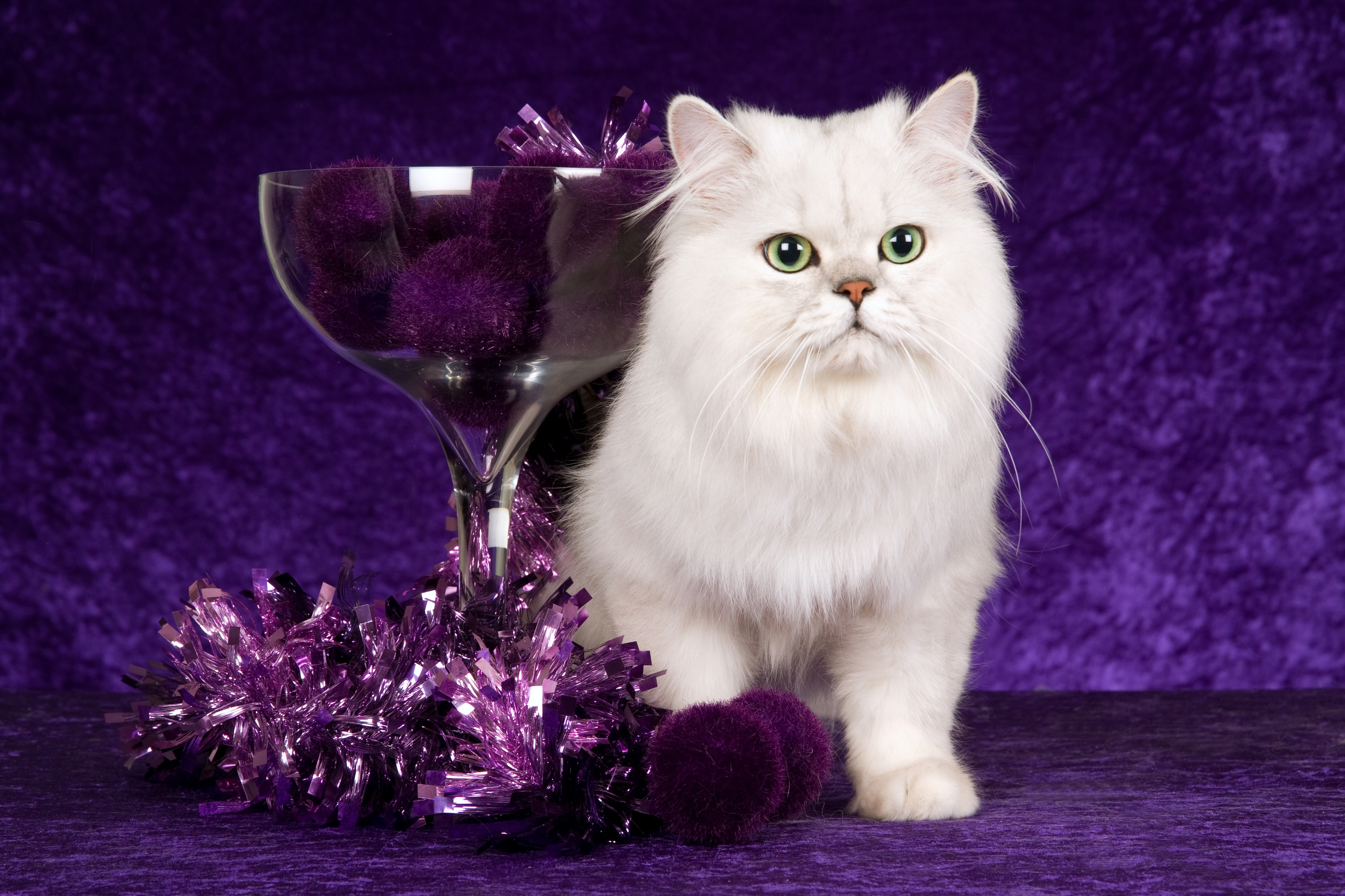 Обои новый год, мишура, кот, кошка, фиолетовый, шарики, стекло, рождество, белая, чаша, bowl, new year, tinsel, cat, purple, balls, glass, christmas, white разрешение 2880x1920 Загрузить