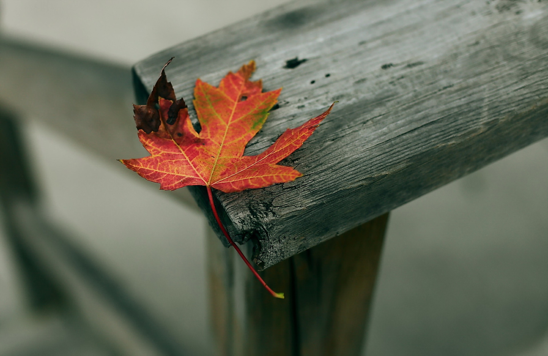 Обои листья, осень, деревянный забор, leaves, autumn, wooden fence разрешение 1920x1250 Загрузить