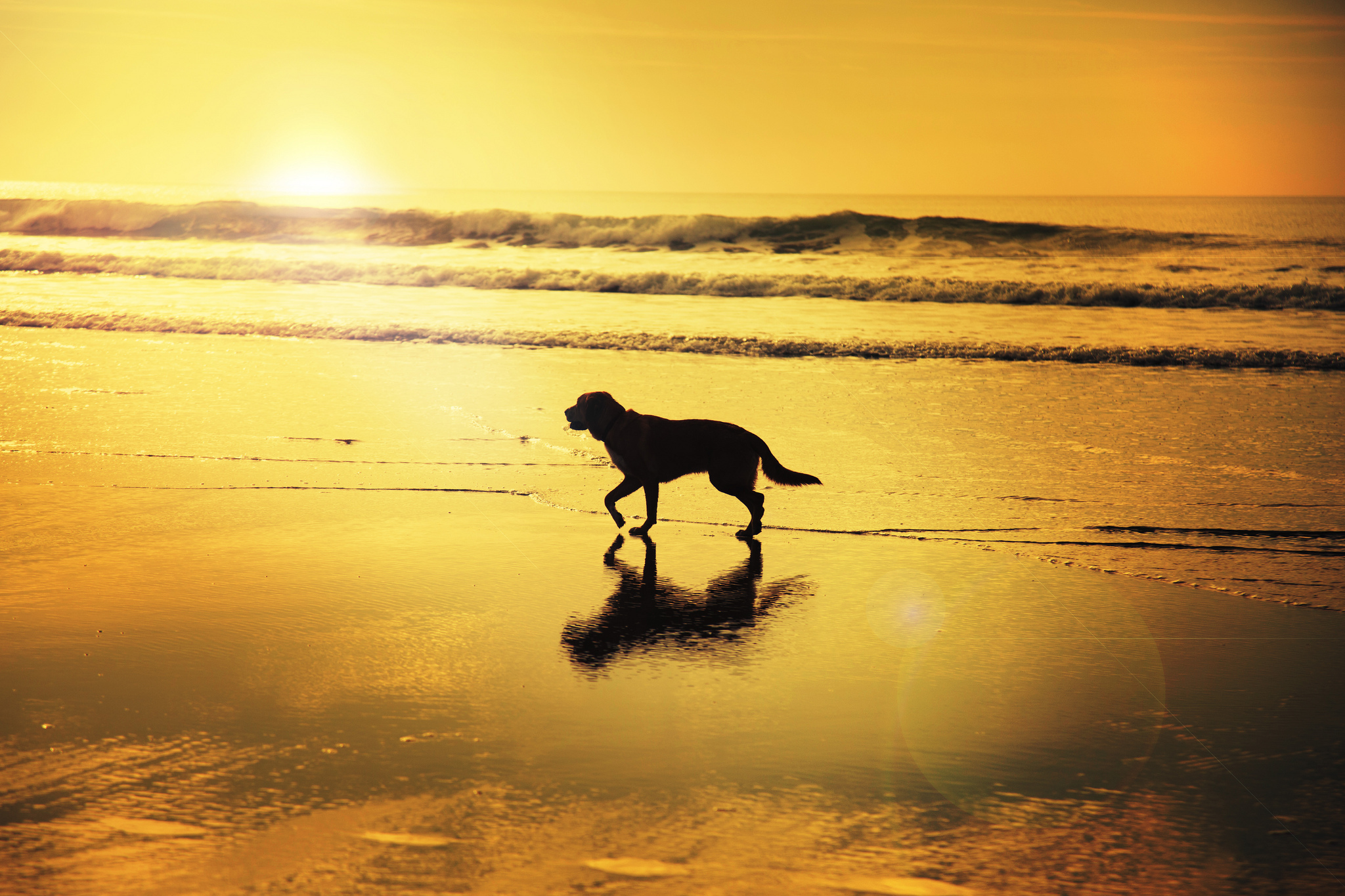 Обои восход, волны, отражение, пляж, собака, зеркало, тень, солнечный, sunrise, wave, reflection, beach, dog, mirror, shadow, solar разрешение 2048x1365 Загрузить