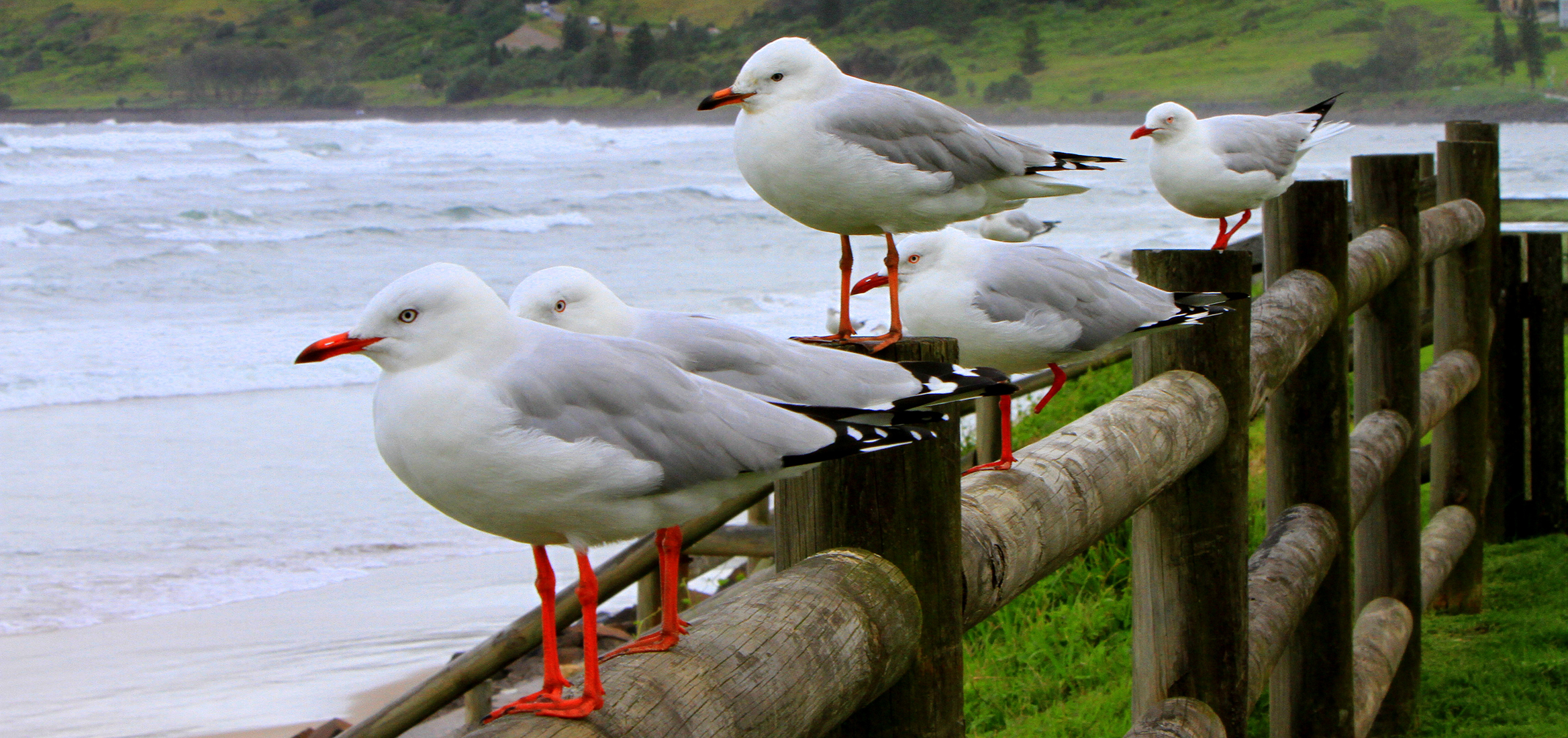 Обои волны, море, птицы, чайки, wave, sea, birds, seagulls разрешение 2336x1100 Загрузить