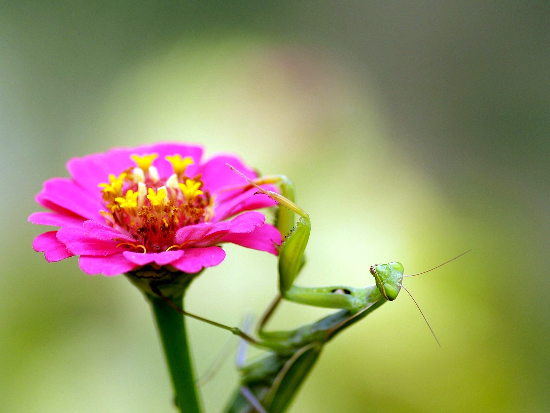 Обои насекомое, цветок, богомол, insect, flower, mantis разрешение 1920x1440 Загрузить