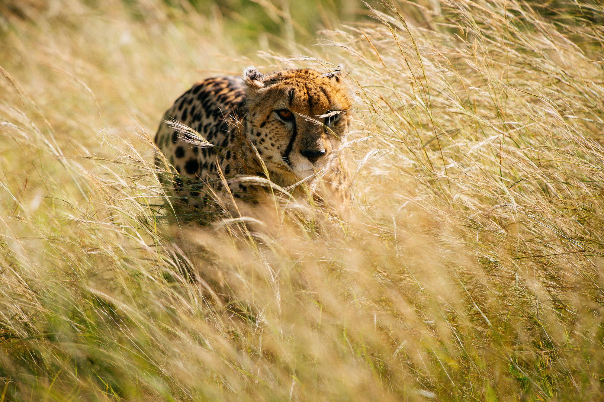 Обои трава, африка, охота, гепард, grass, africa, hunting, cheetah разрешение 2000x1331 Загрузить