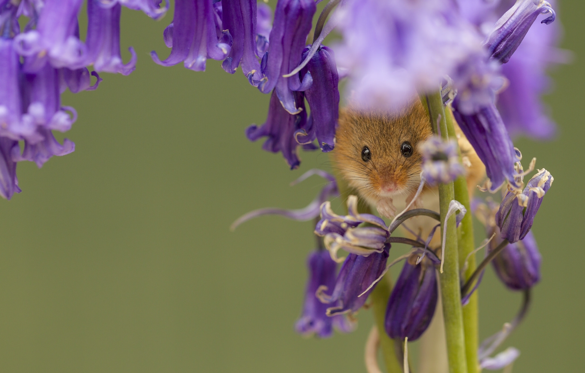 Обои цветы, макро, колокольчики, мышка, harvest mouse, мышь-малютка, flowers, macro, bells, mouse, the mouse is tiny разрешение 2048x1307 Загрузить