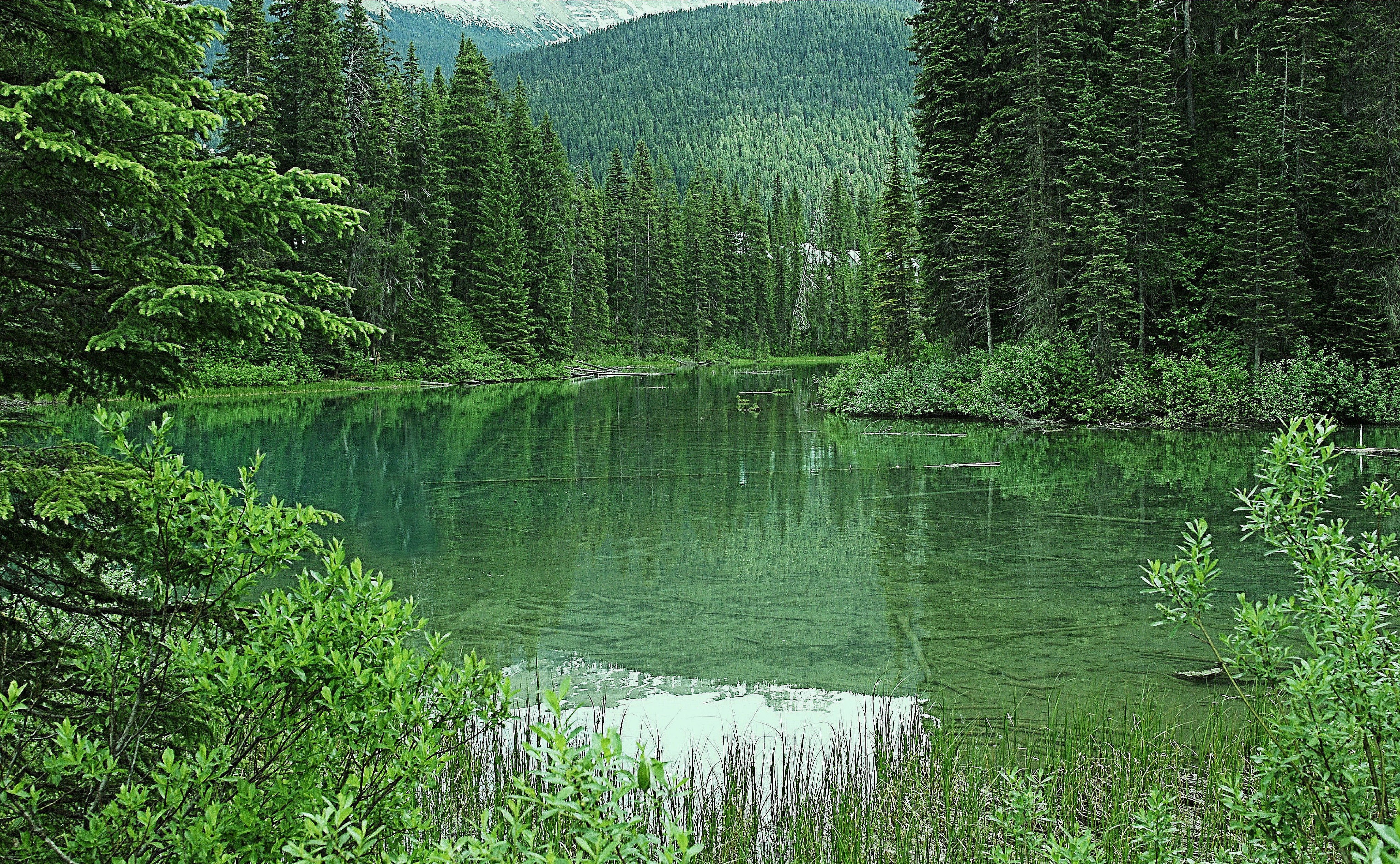 Зона тайги воды. Леса озера Онтарио. Ельники озеро. Лесное (озеро, Северная Америка). Хадыженское Лесное озеро.