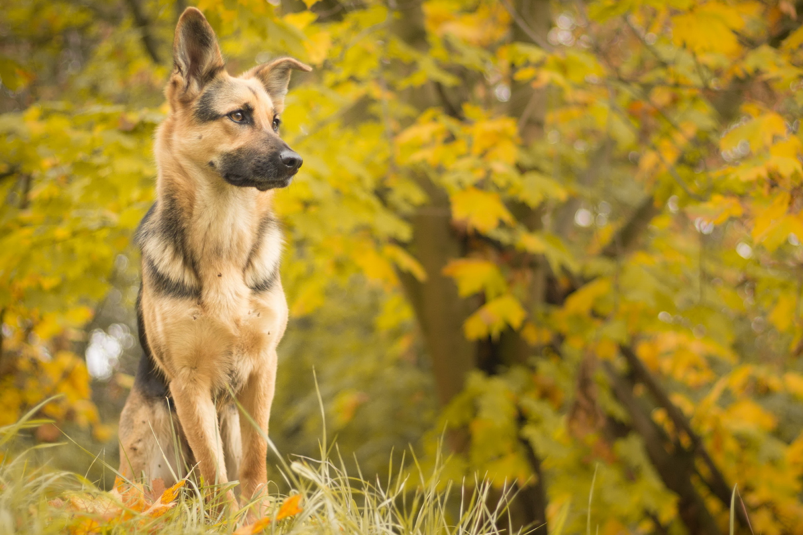 Обои взгляд, осень, собака, друг, овчарка, look, autumn, dog, each, shepherd разрешение 2560x1707 Загрузить