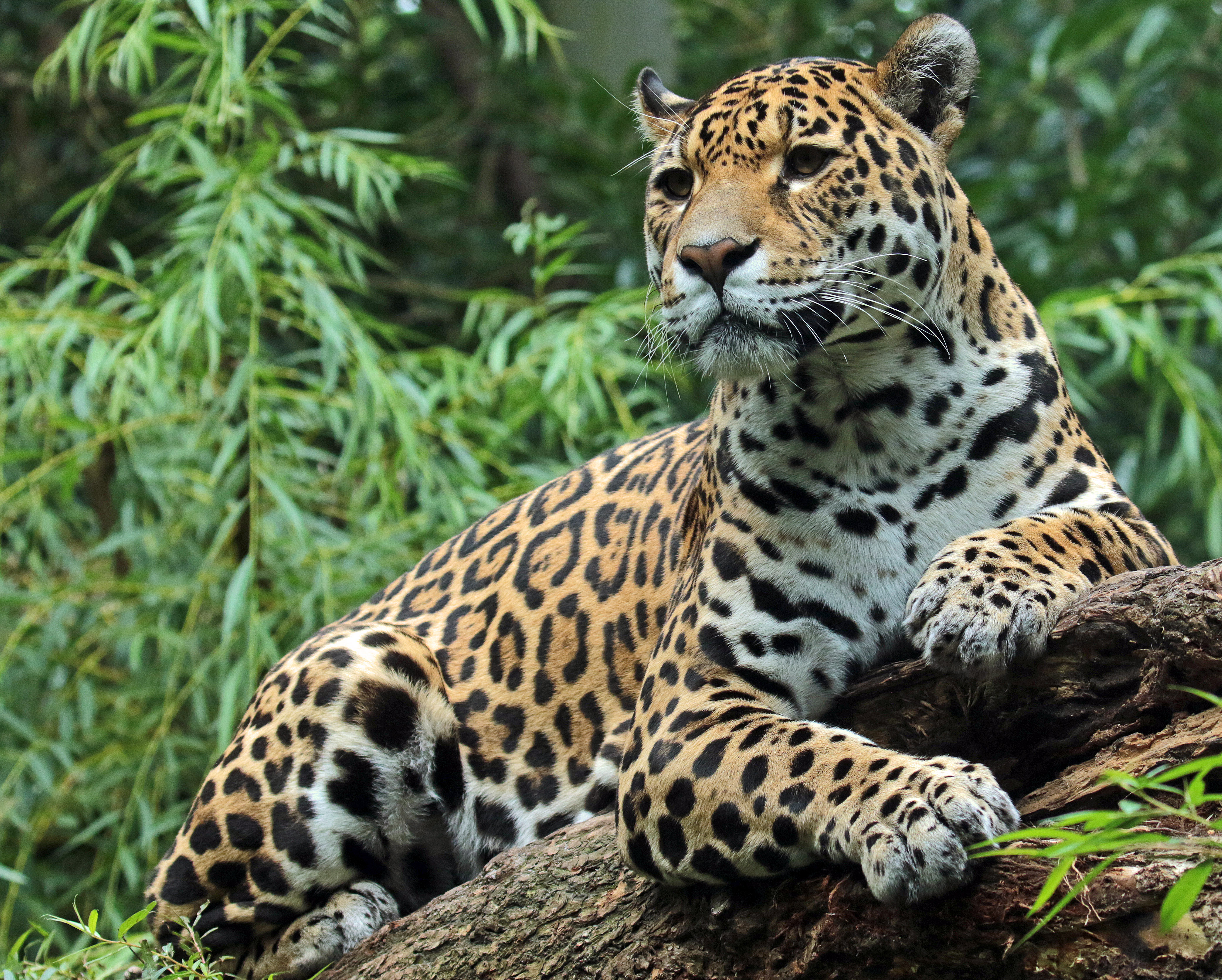 Хищный мир животных. Перуанский Ягуар. Ягуар животное. Перуанский Ягуар (Panthera onca peruvianus).. Пятнистый Ягуар.
