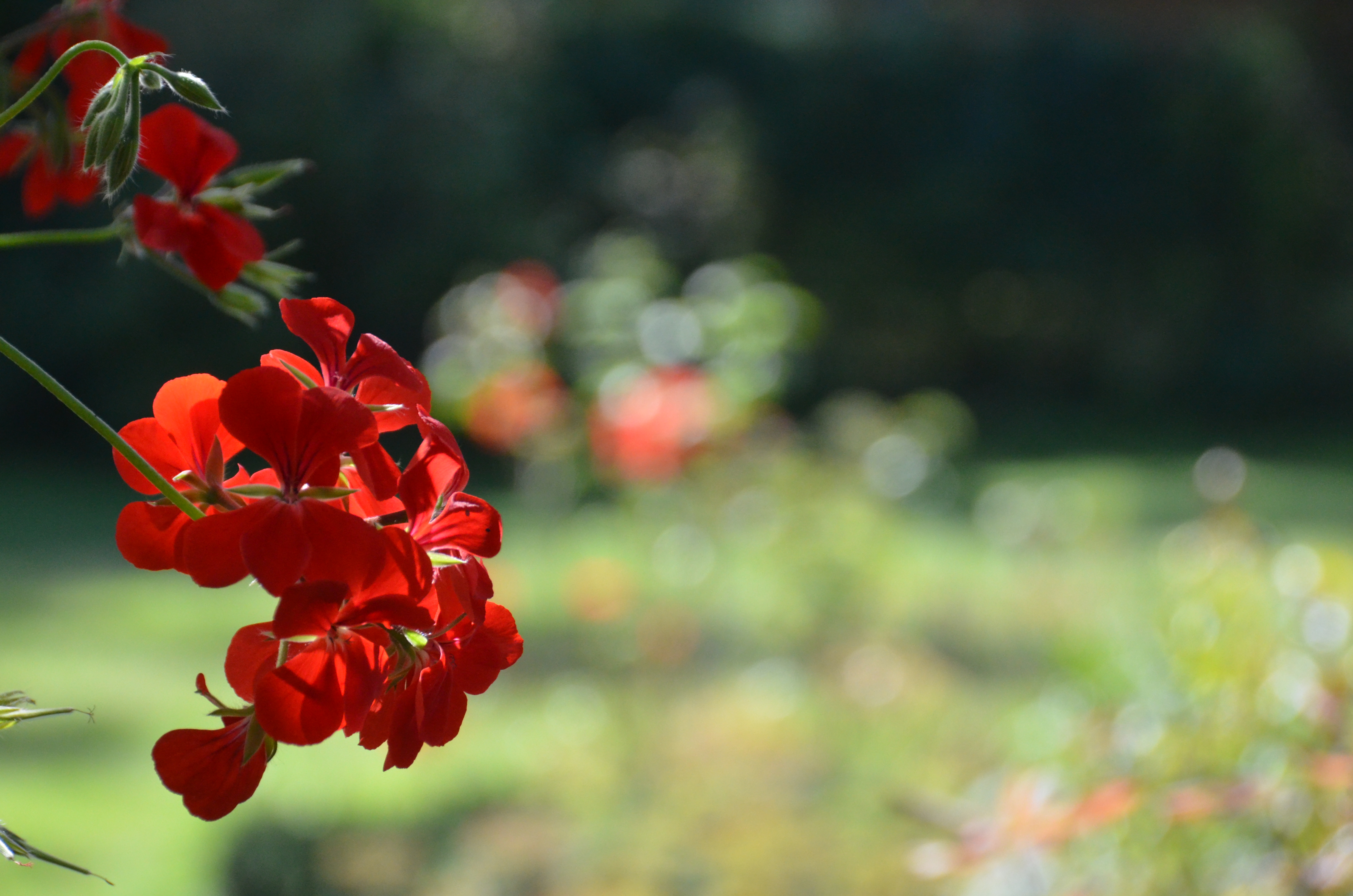 природа цветы красные nature flowers red бесплатно