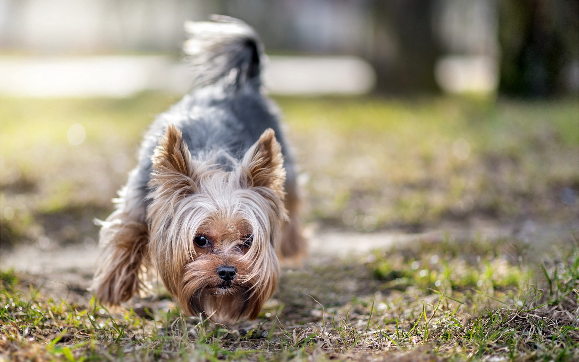 Обои взгляд, собака, друг, йоркширский терьер, look, dog, each, yorkshire terrier разрешение 1920x1200 Загрузить