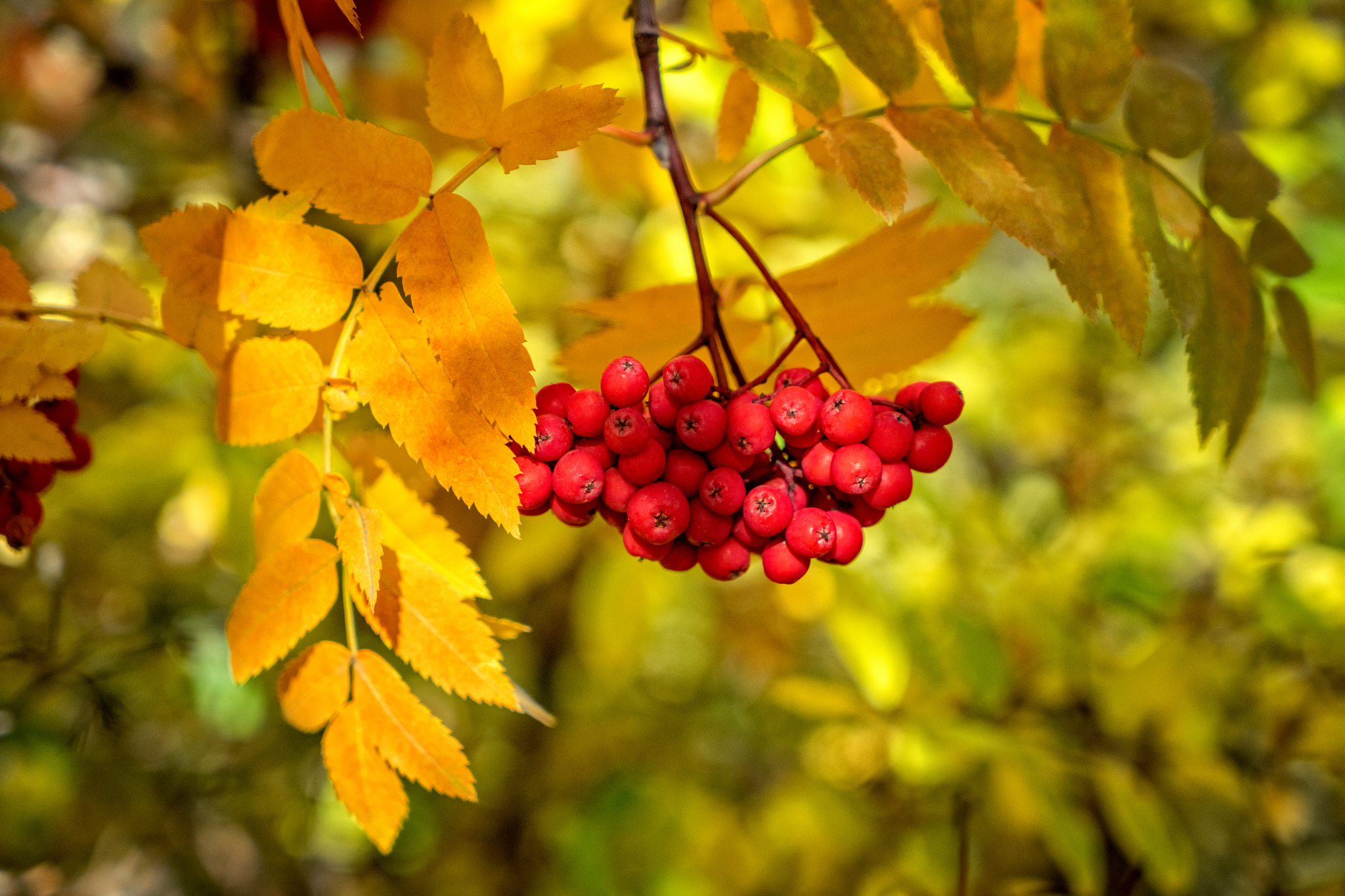 Осенние листья рябины скачать