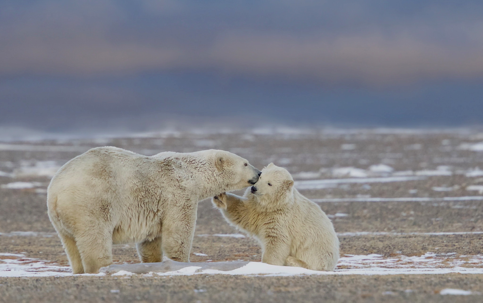 Обои природа, фон, белые, медведи, nature, background, white, bears разрешение 2048x1286 Загрузить