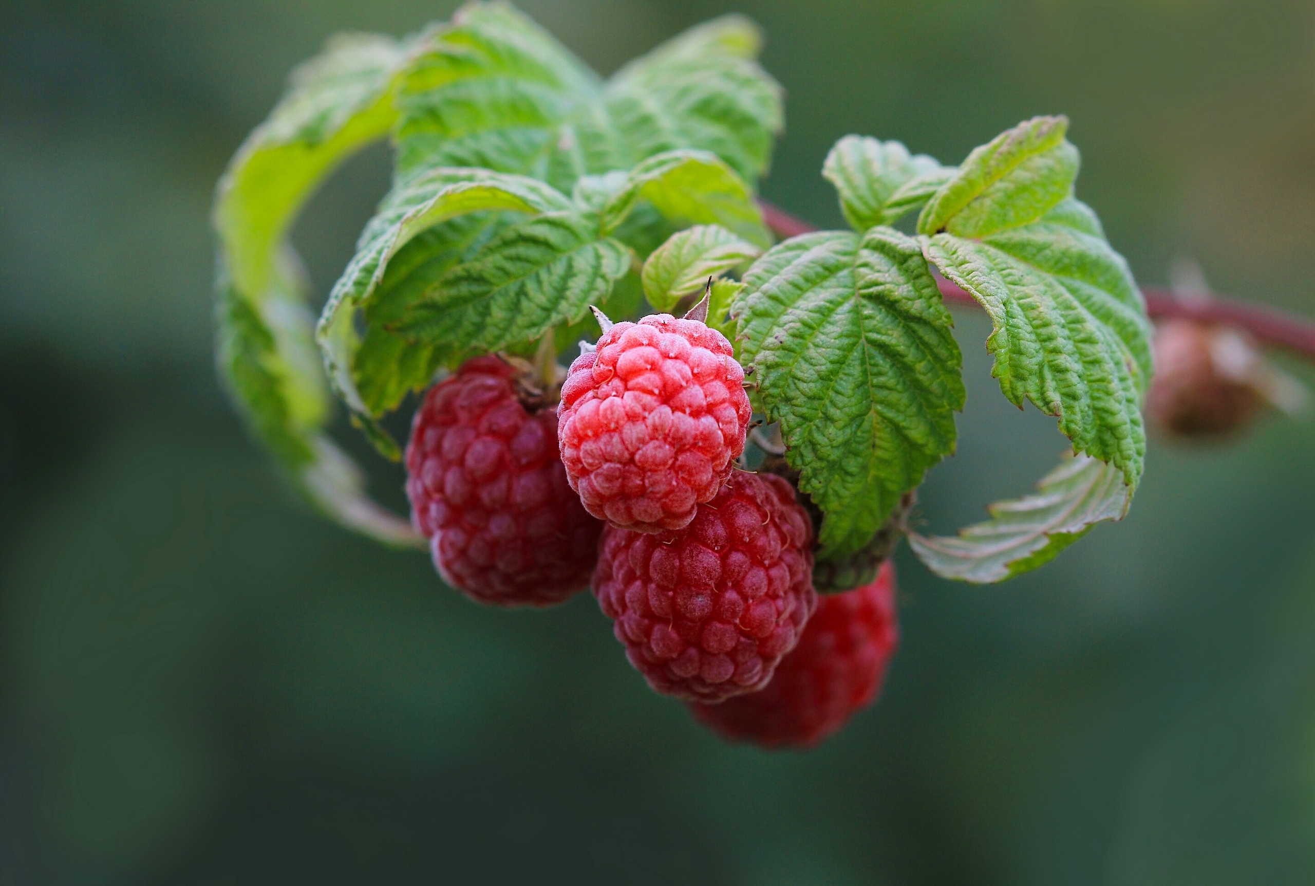 еда малина природа food raspberry nature загрузить