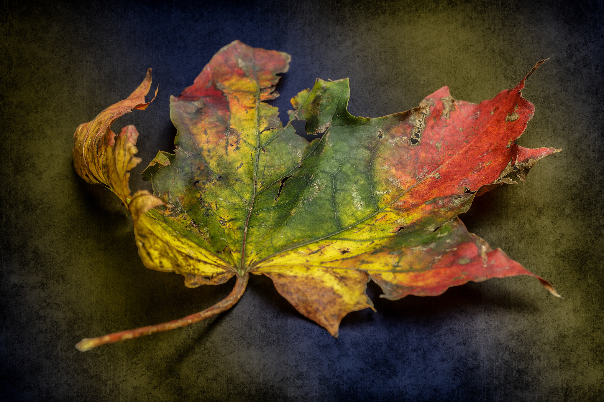 Обои природа, фон, осень, лист, етекстура, colour, decay, nature, background, autumn, sheet, texture разрешение 2048x1365 Загрузить