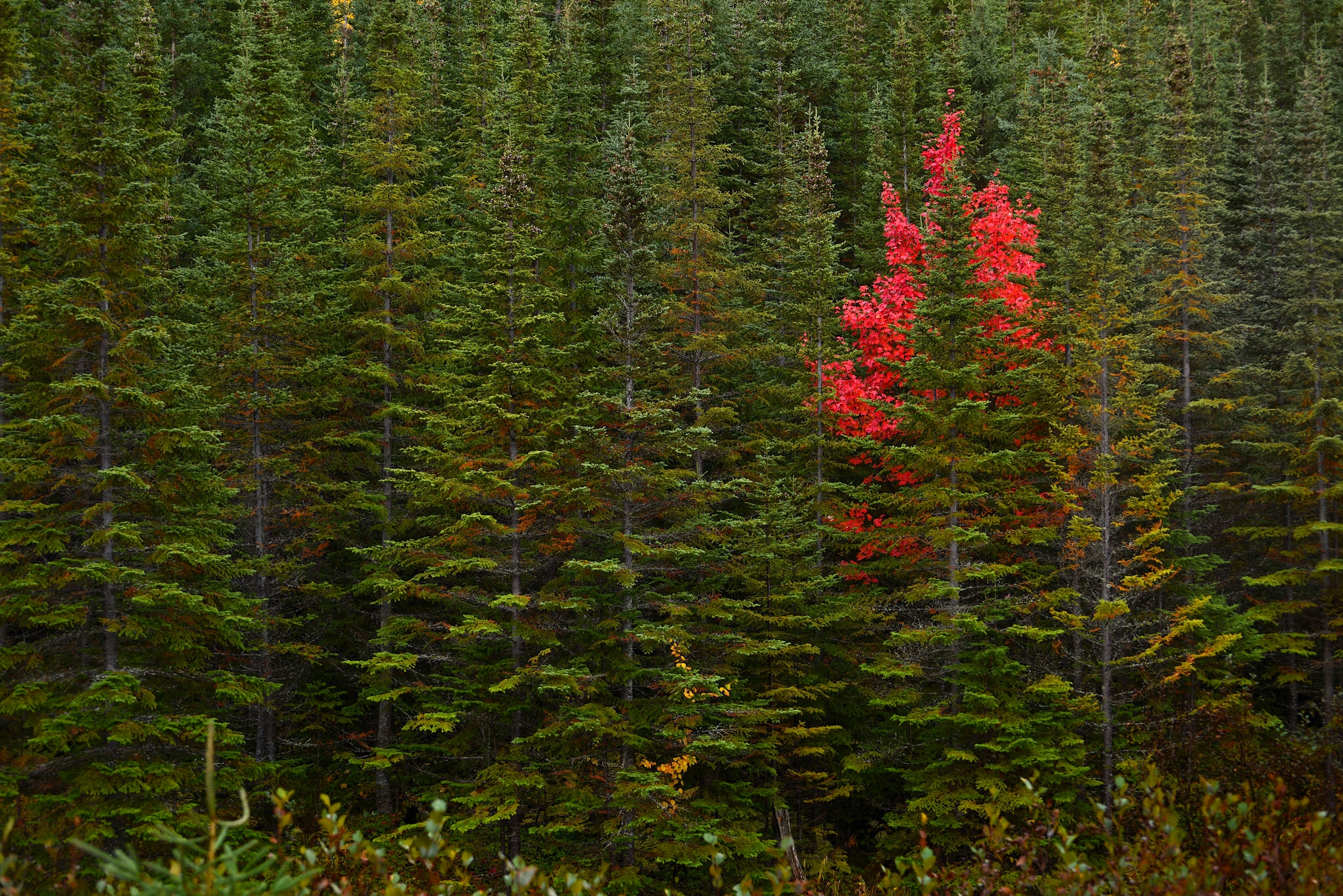 Обои деревья, лес, осень, канада, ньюфаундленд, trees, forest, autumn, canada, newfoundland разрешение 2048x1367 Загрузить