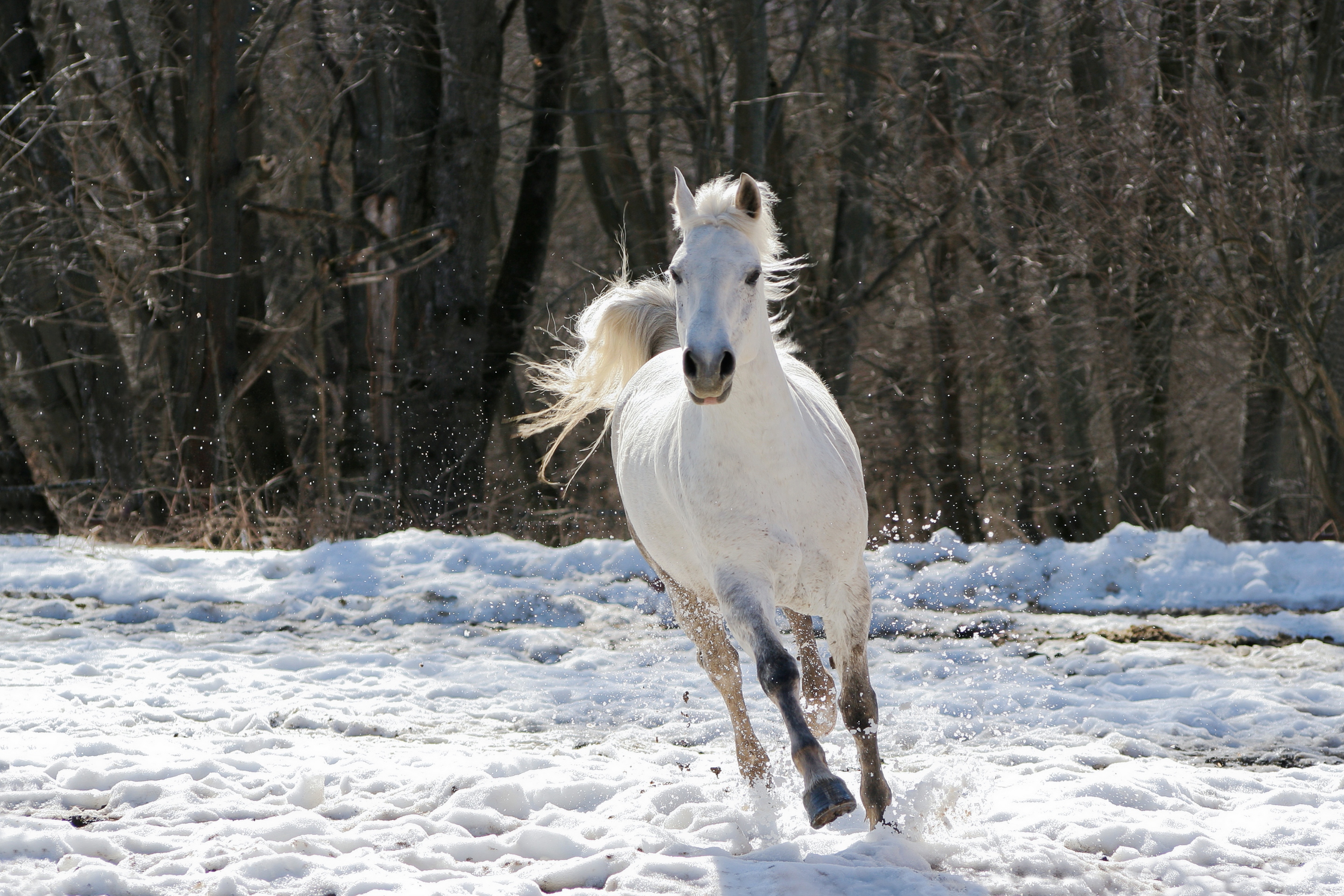 Белая лошадь, снег без смс