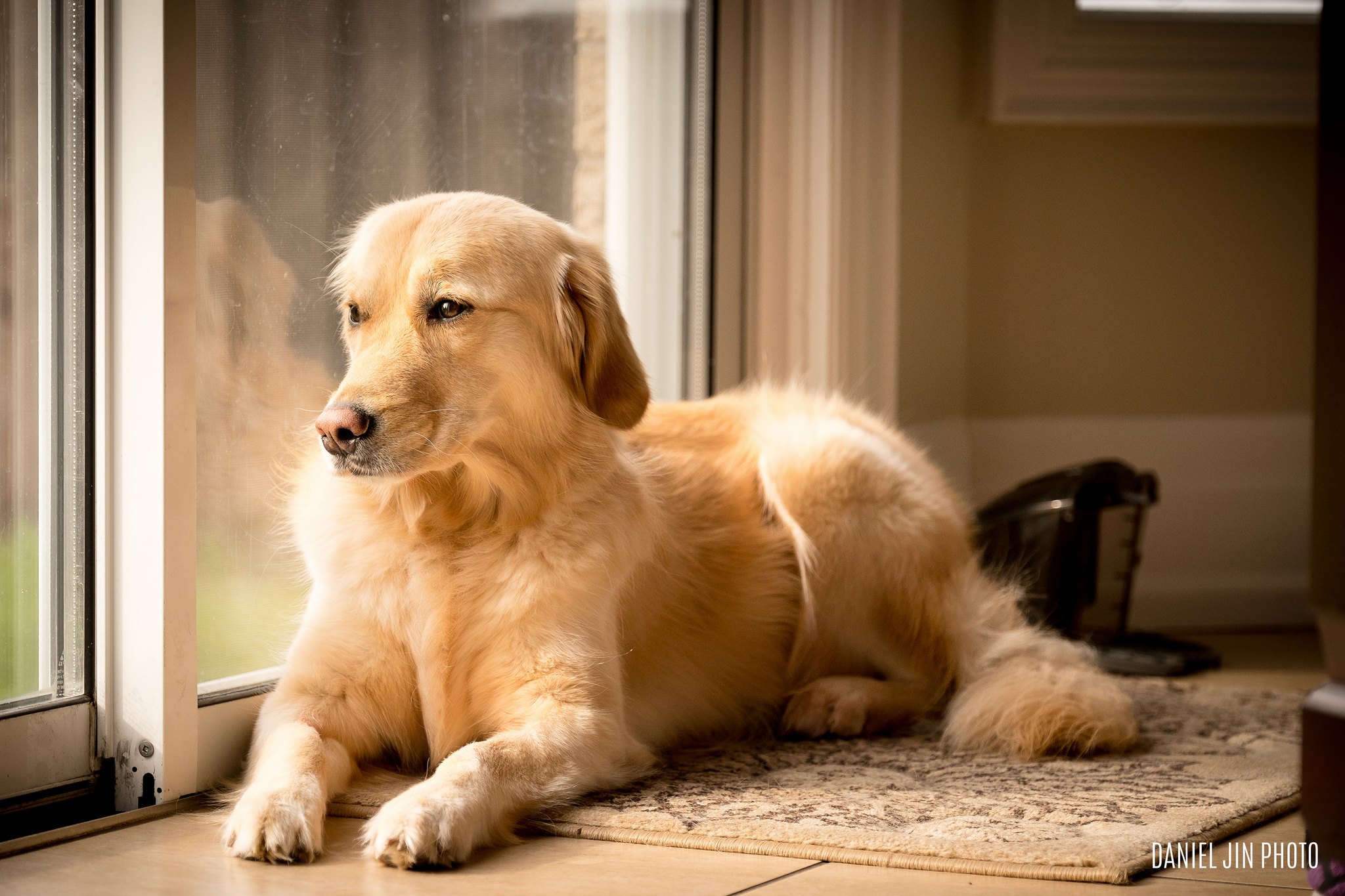 Обои взгляд, собака, друг, золотистый ретривер, look, dog, each, golden retriever разрешение 2048x1365 Загрузить