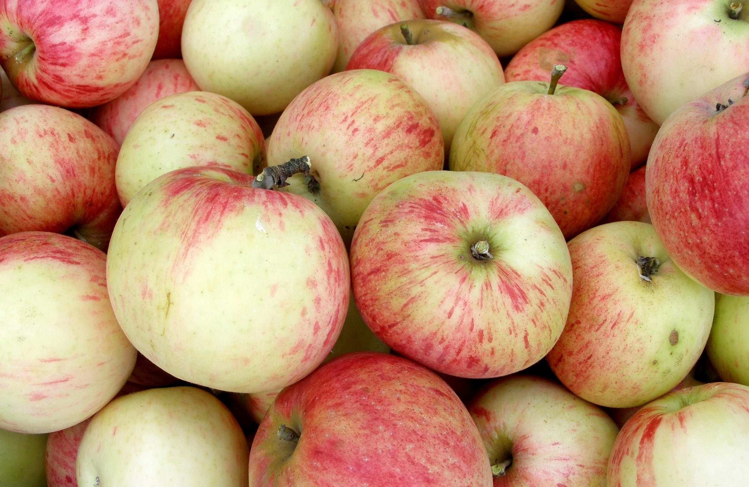 Осенние сорта яблок. Яблоня Штрифель осеннее полосатое. Яблоня Россошанское полосатое. Яблоня сорт коричное полосатое. Сорт яблок коричное полосатое.