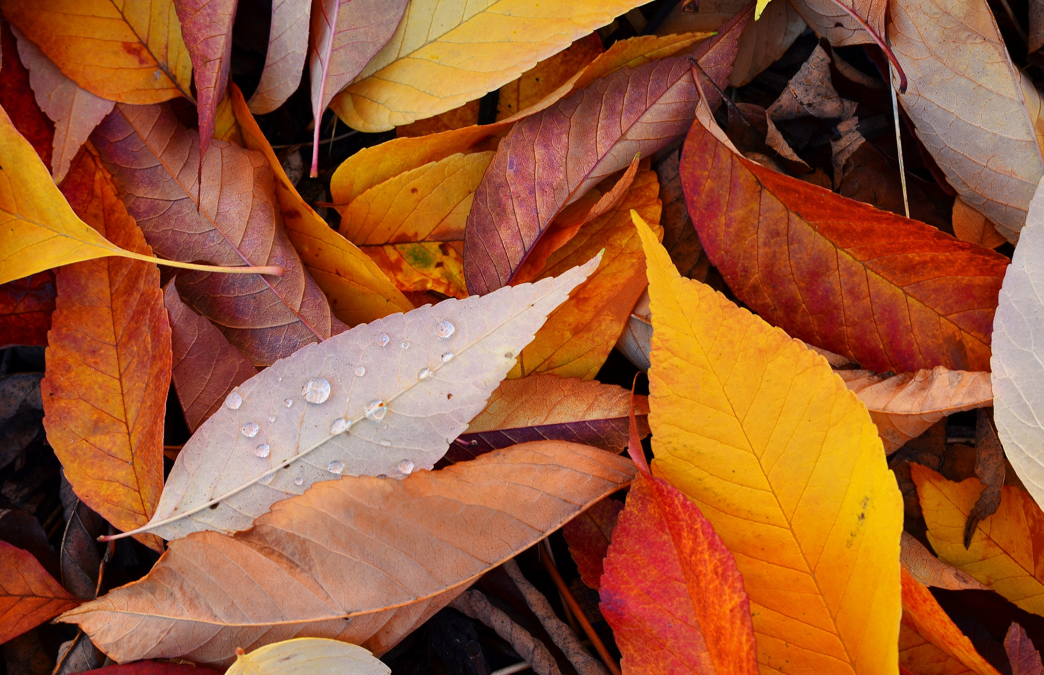 Обои природа, листья, осень, nature, leaves, autumn разрешение 2048x1325 Загрузить