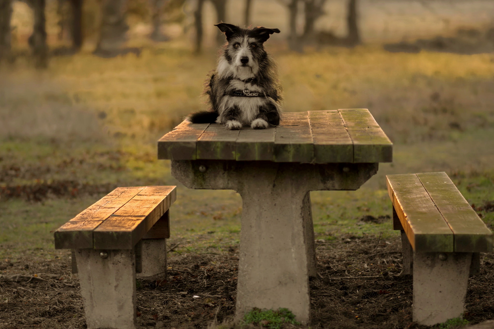 Собака на скамейке