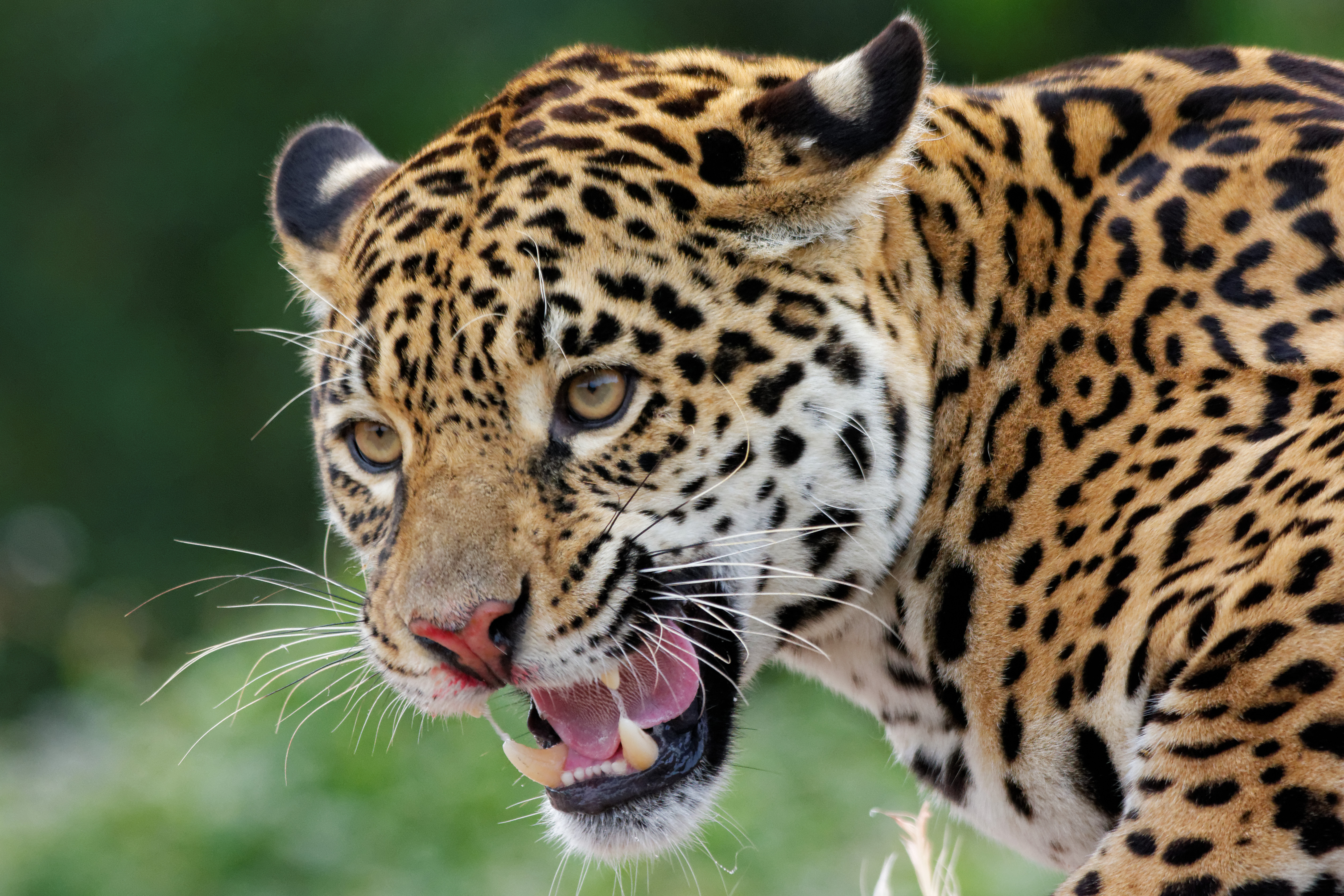 Predator animals. Переднеазиатский леопард. Ягуар животное. Пятнистый Ягуар. Хищные животные Ягуар.