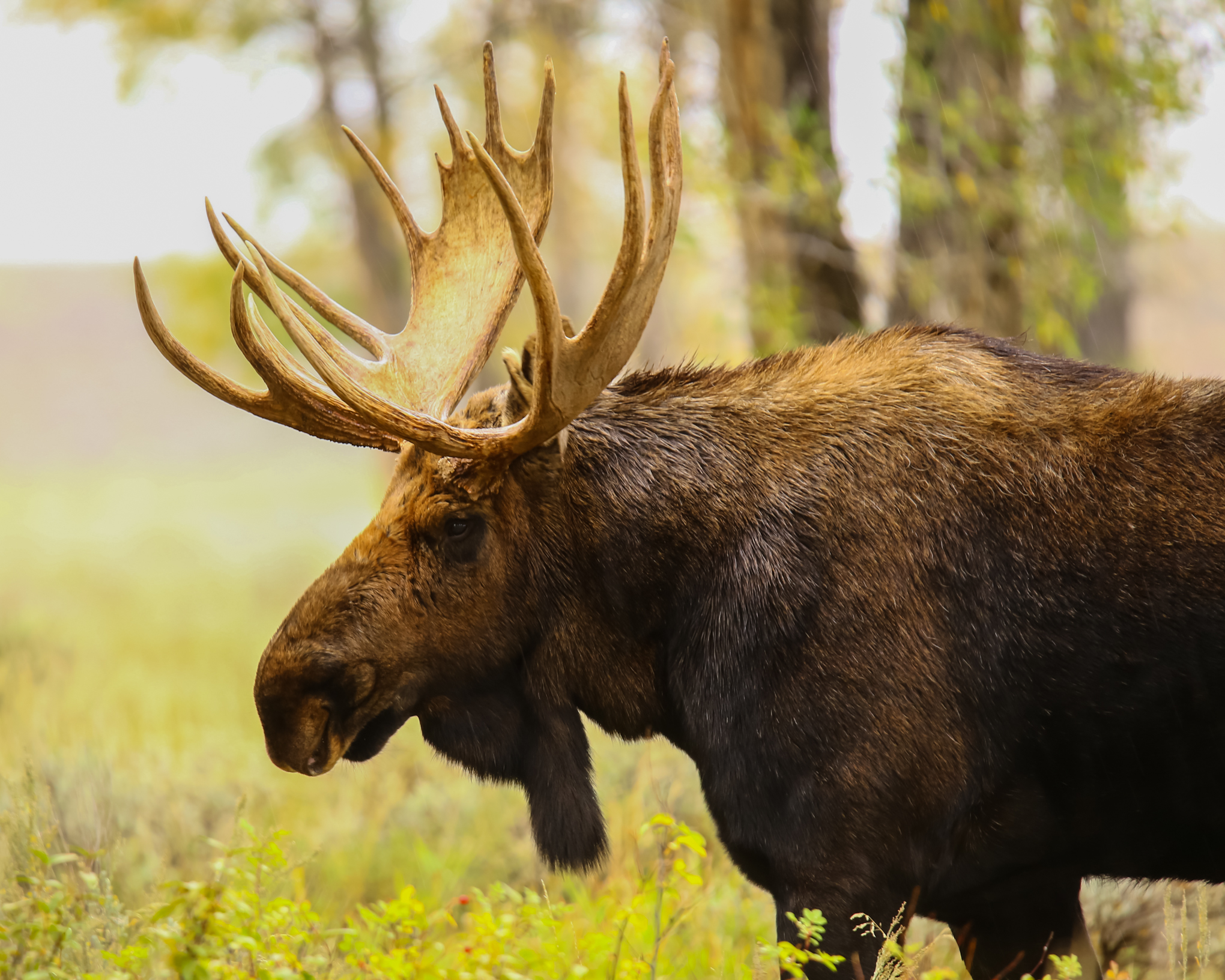 Лось ве. Амурский Лось. Восточно Сибирский Лось. Европейский Лось alces alces. Лось Восточно Сибирский Сохатый.