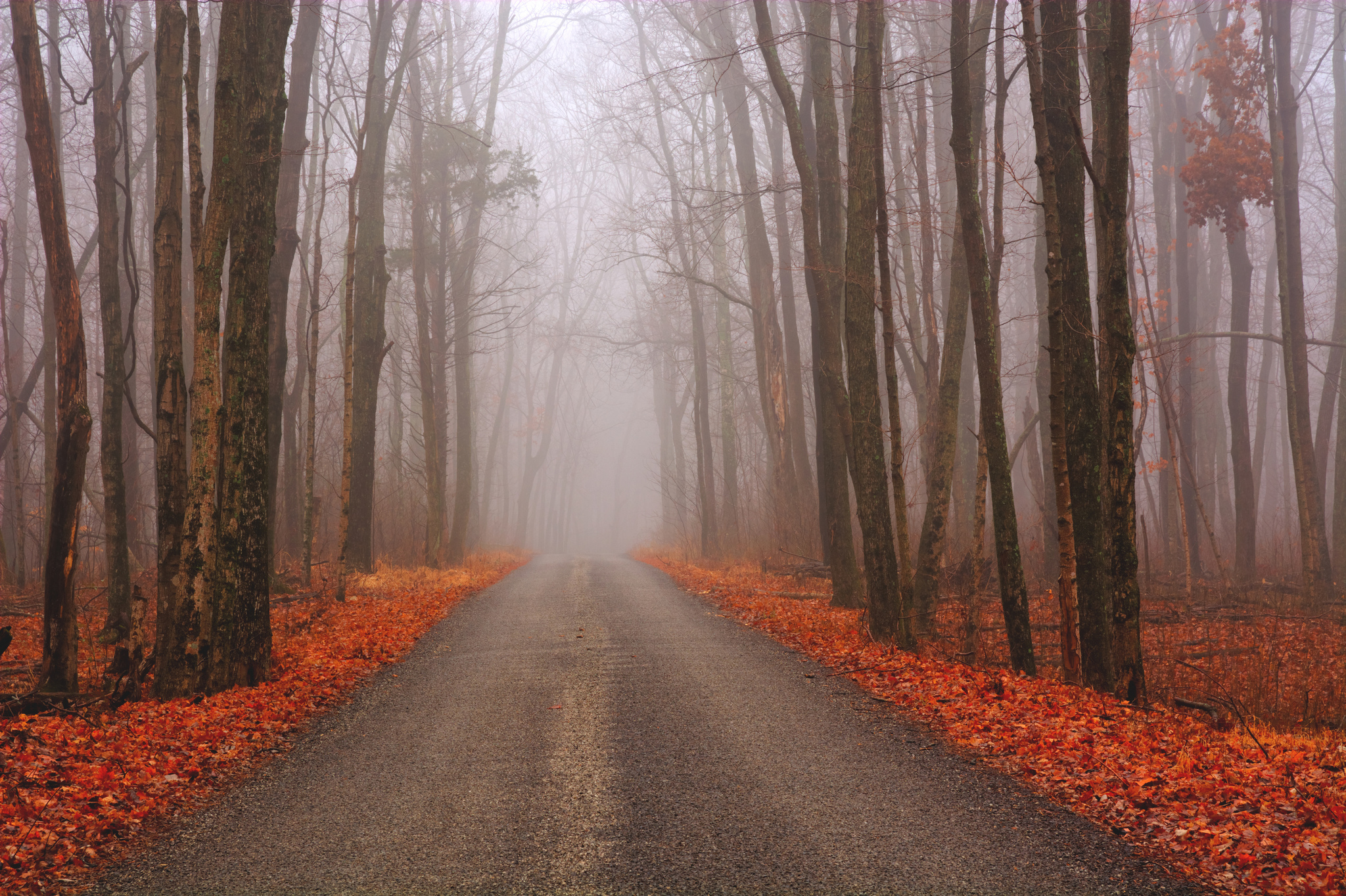 Обои дорога, лес, осень, road, forest, autumn разрешение 2048x1364 Загрузить