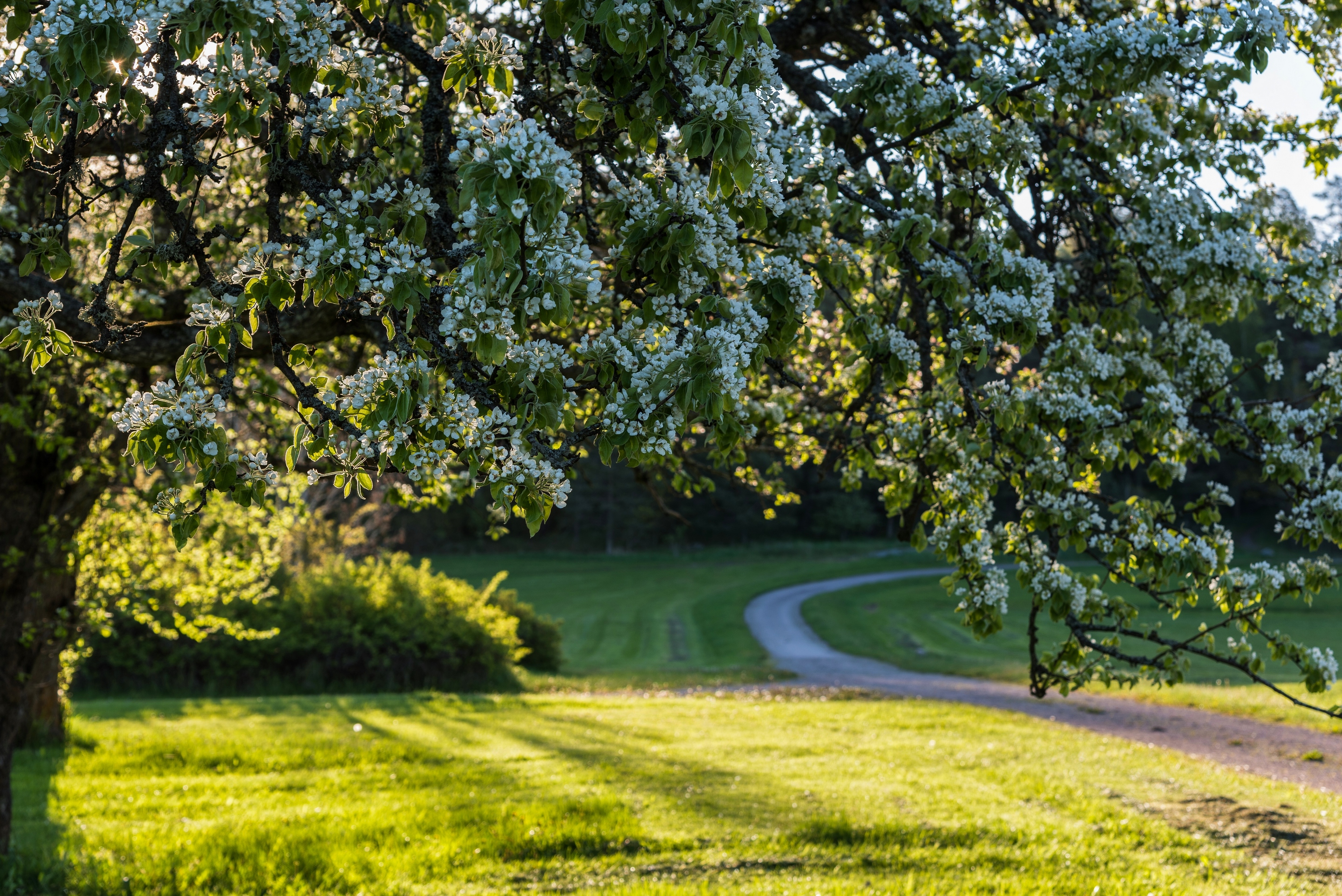 Spring tree. Природа. Весенняя природа. Весенние пейзажи на рабочий стол.